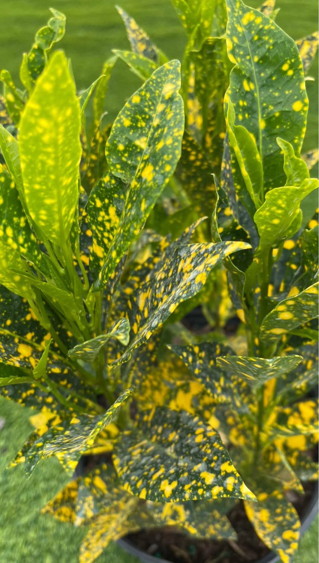 The Croton Gold Dust is a striking, colorful plant known for its vibrant, variegated leaves that feature a mix of yellow, green, and orange hues. With its bold, textured foliage, it’s an excellent choice for adding a tropical flair to garden beds, borders, containers, or as a focal point in any landscape.