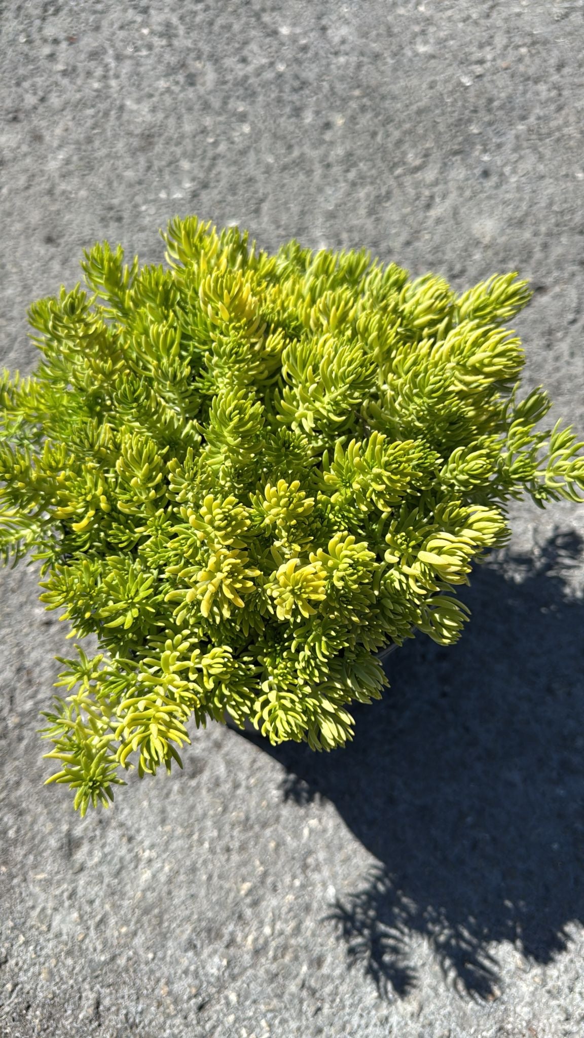 Vibrant lime-gold foliage, drought-tolerant, and low-maintenance—ideal for borders, rock gardens, or pots, offering year-round beauty.