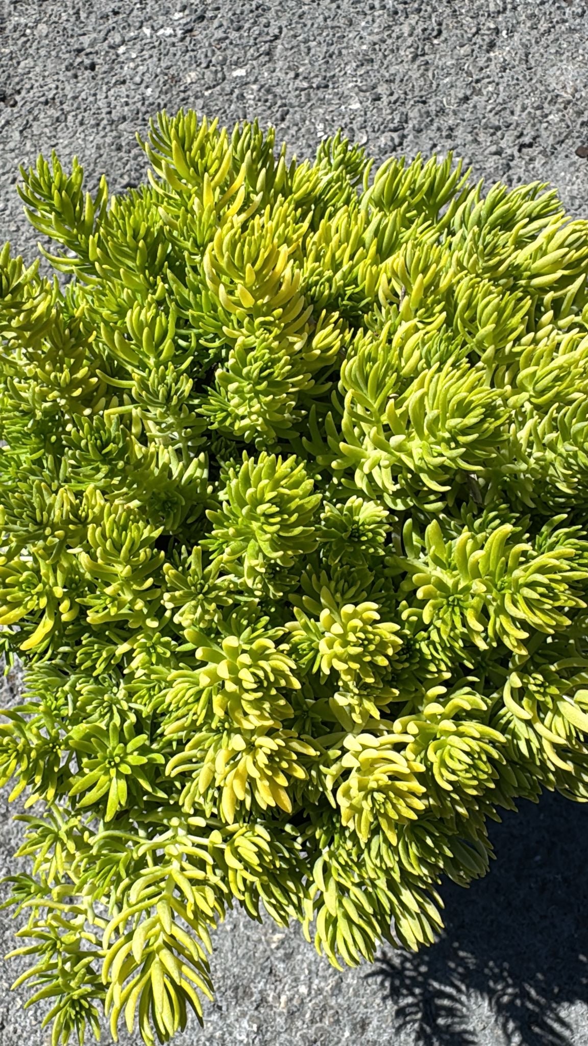 Vibrant lime-gold foliage, drought-tolerant, and low-maintenance—ideal for borders, rock gardens, or pots, offering year-round beauty.