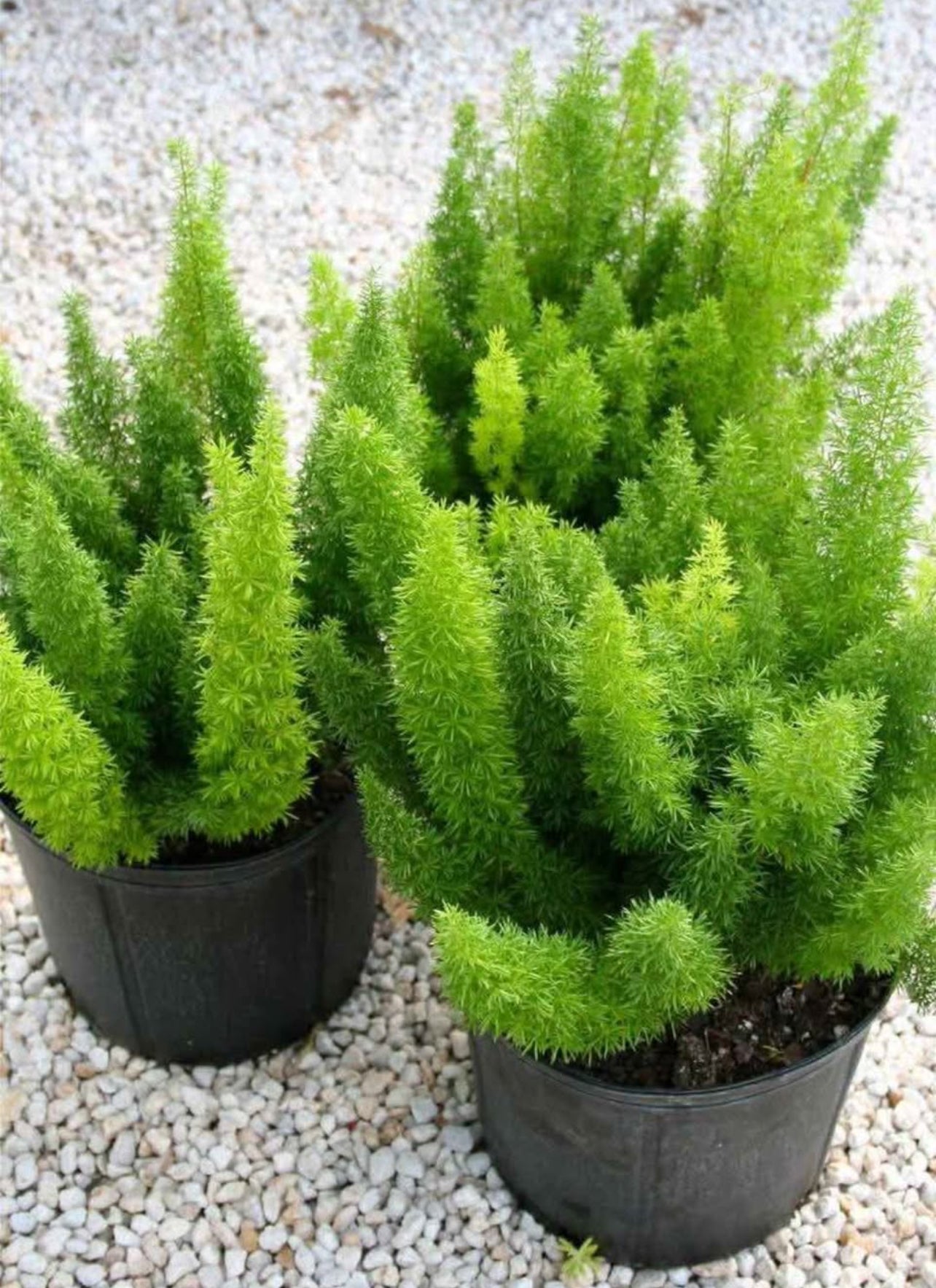 Perfect for garden borders, ground cover, or container planting, it provides lush texture and visual interest wherever it’s placed. Its dense, bushy fronds, resembling the tail of a fox, offer a unique and attractive appearance, enhancing any garden or outdoor space with minimal care. 