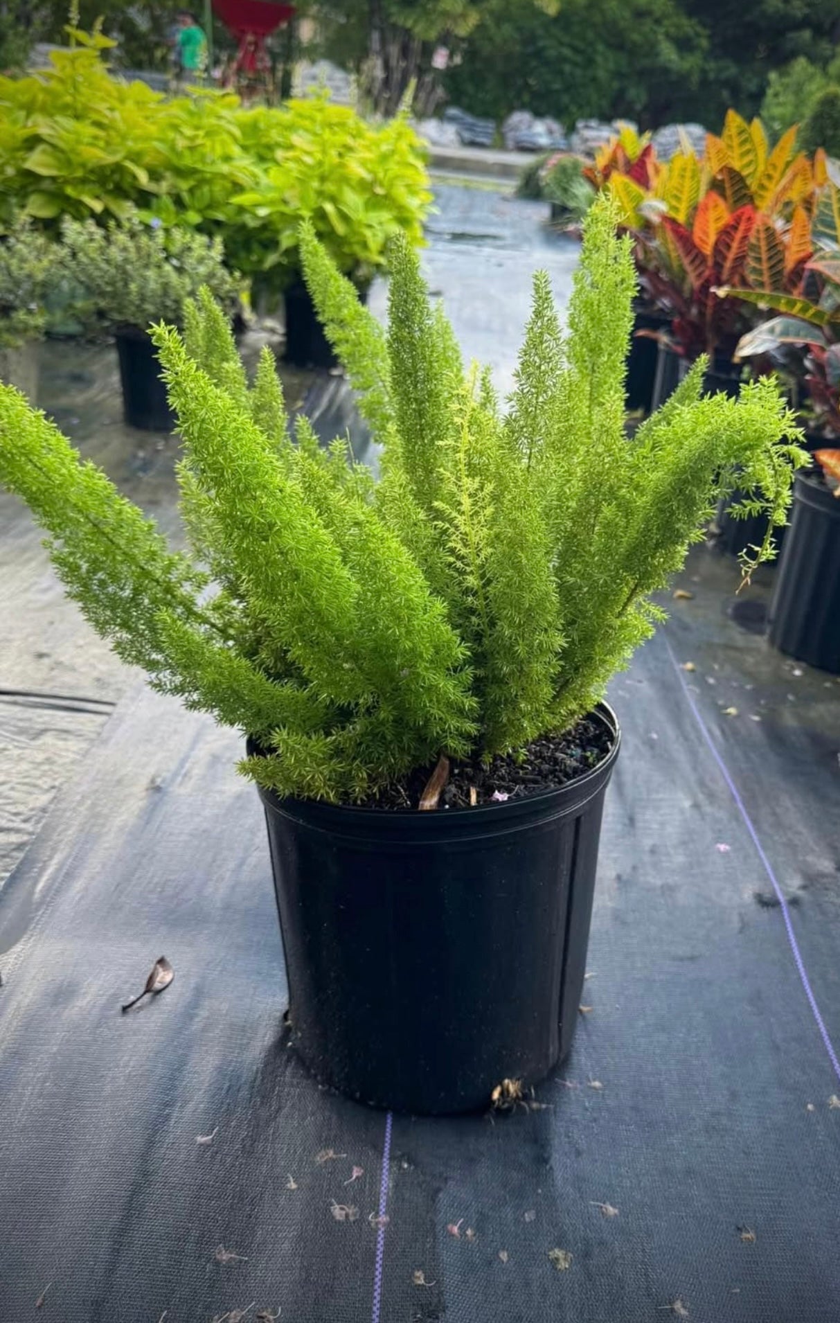 Perfect for garden borders, ground cover, or container planting, it provides lush texture and visual interest wherever it’s placed. Its dense, bushy fronds, resembling the tail of a fox, offer a unique and attractive appearance, enhancing any garden or outdoor space with minimal care. 