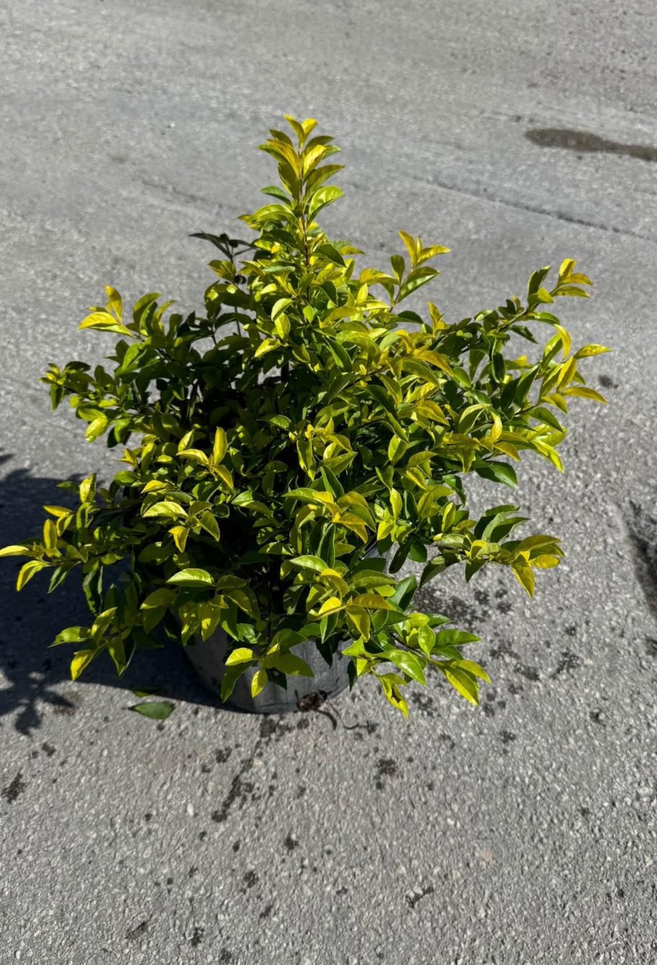 Compact shrub with vibrant yellow-green foliage—ideal for borders, hedges, or containers, thriving in full sun and offering year-round beauty.