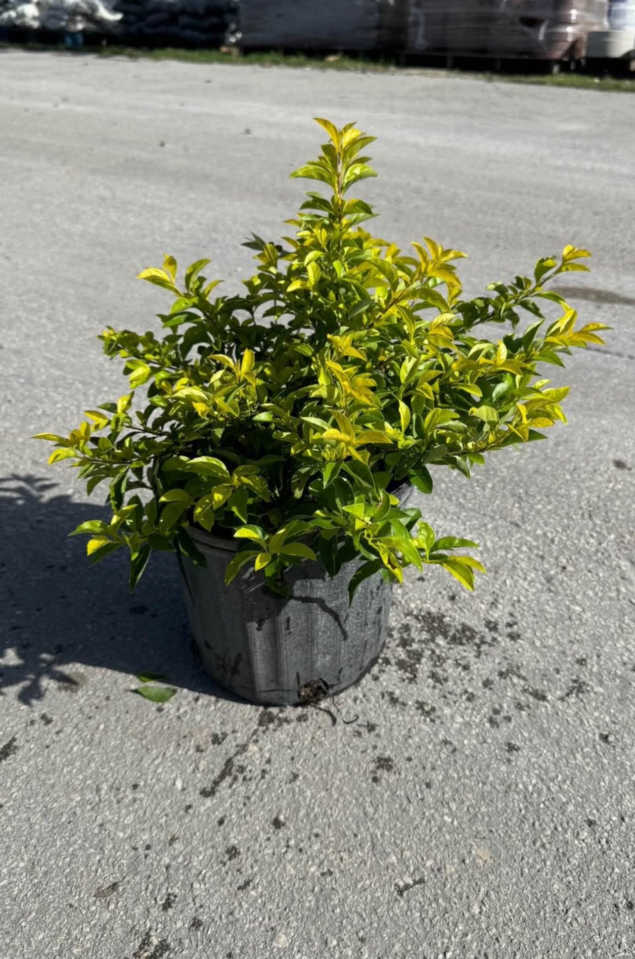 Compact shrub with vibrant yellow-green foliage—ideal for borders, hedges, or containers, thriving in full sun and offering year-round beauty.