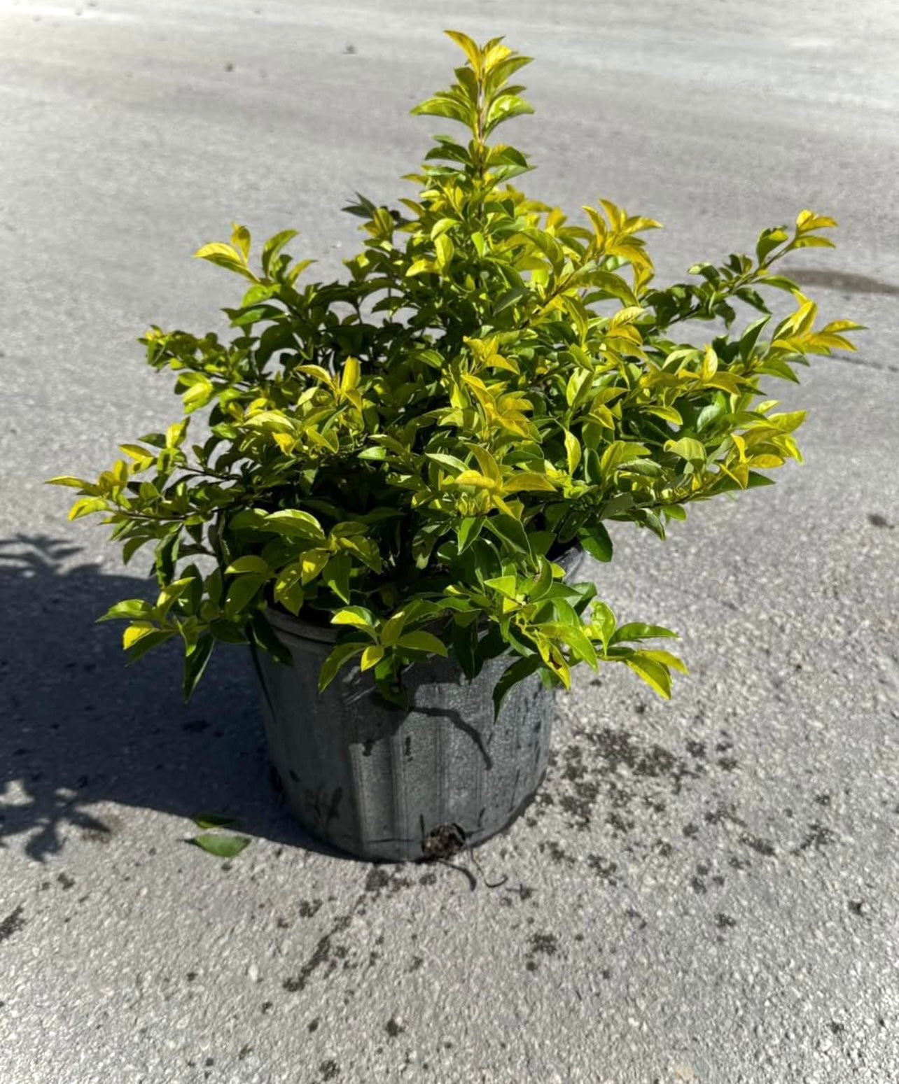 The Gold Mound is a vibrant, low-maintenance shrub known for its bright, golden-yellow foliage that adds a pop of color to any landscape. Perfect for garden borders, ground cover, or container planting, this plant brings warmth and texture to your garden, patio, or outdoor space. 