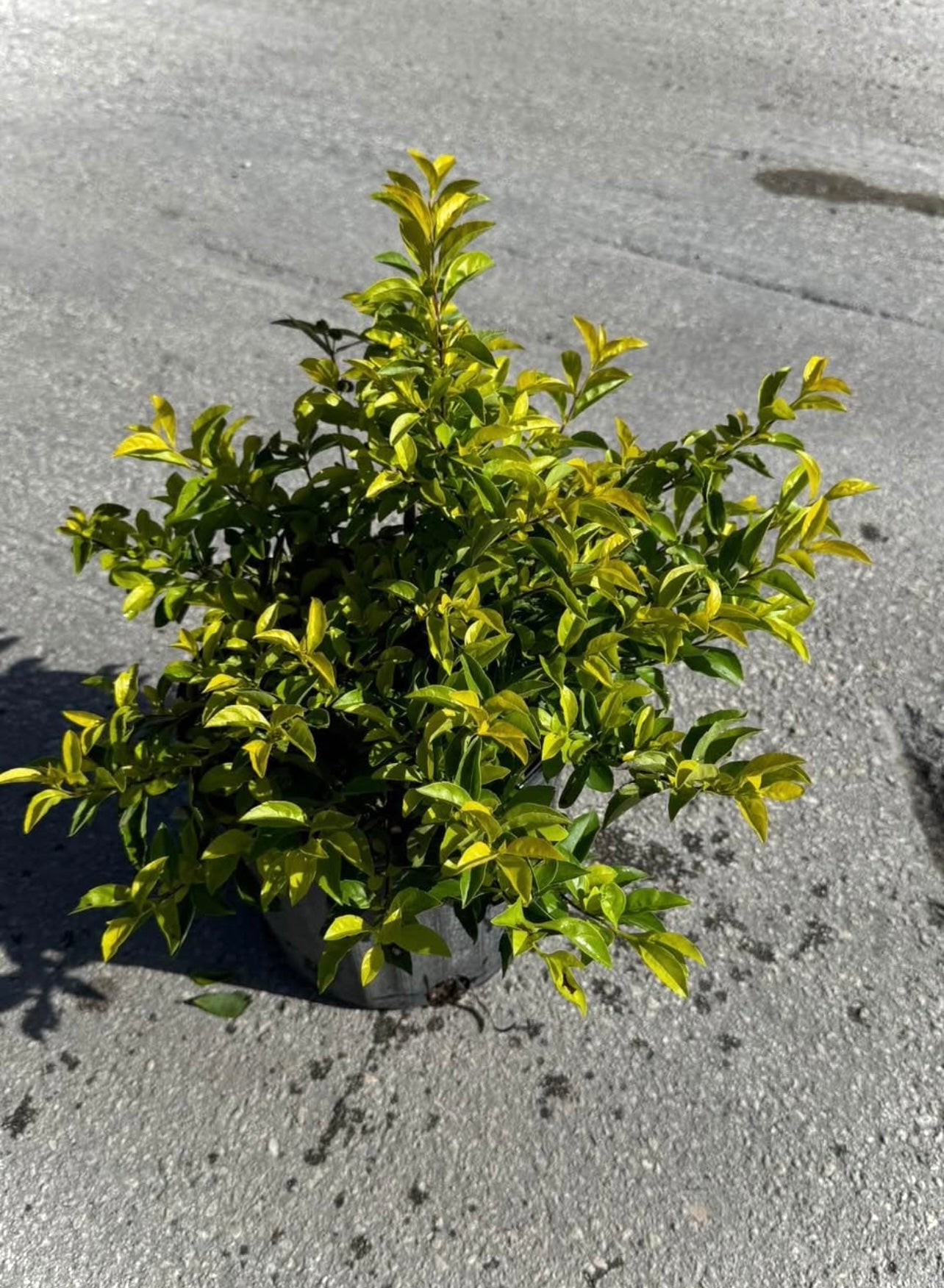 The Gold Mound is a vibrant, low-maintenance shrub known for its bright, golden-yellow foliage that adds a pop of color to any landscape. Perfect for garden borders, ground cover, or container planting, this plant brings warmth and texture to your garden, patio, or outdoor space. 