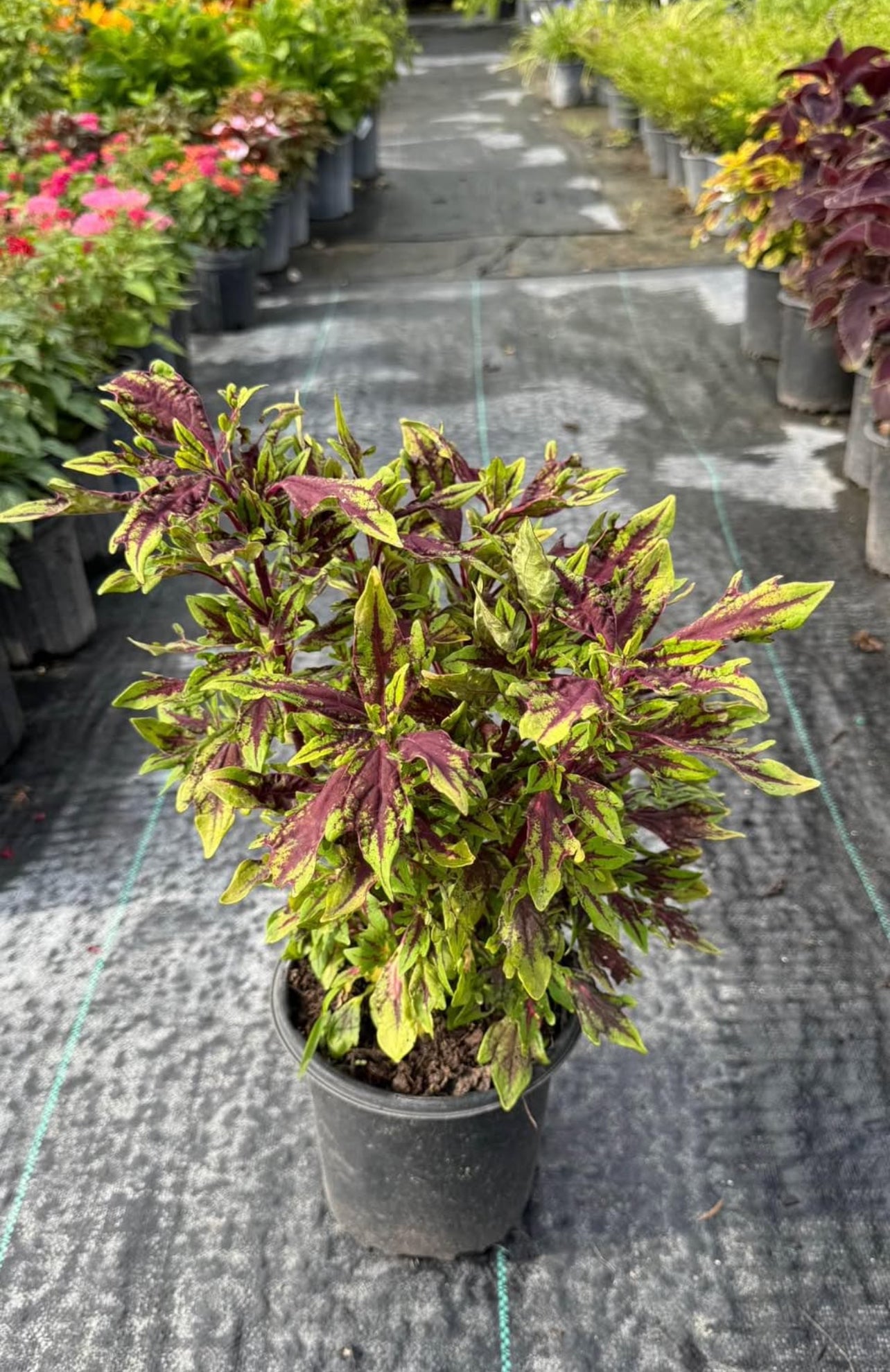 Stunning multicolored foliage in vibrant shades, easy to grow and low-maintenance—ideal for borders, containers, or as a striking accent in any space.