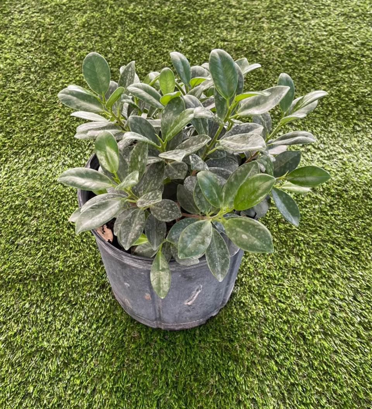 A hardy, low-maintenance shrub with glossy dark green leaves—perfect for ground cover, hedges, or bonsai, thriving in sun or shade.