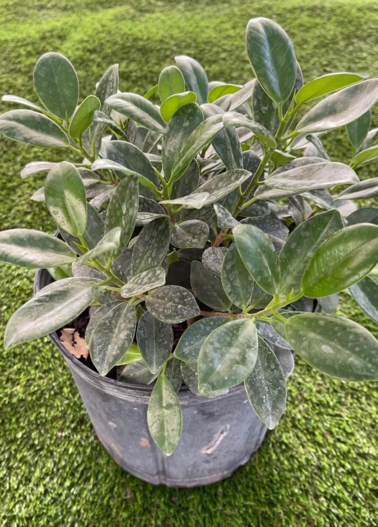 A hardy, low-maintenance shrub with glossy dark green leaves—perfect for ground cover, hedges, or bonsai, thriving in sun or shade.