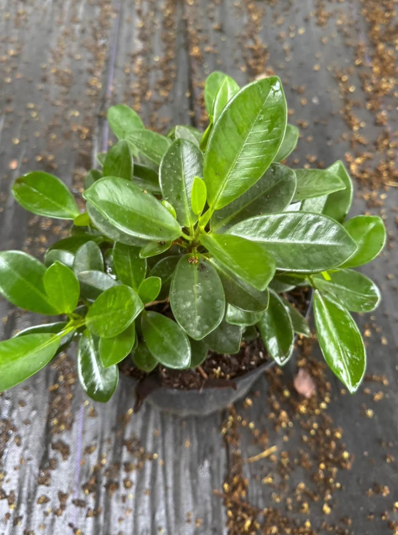 A hardy, low-maintenance shrub with glossy dark green leaves—perfect for ground cover, hedges, or bonsai, thriving in sun or shade.