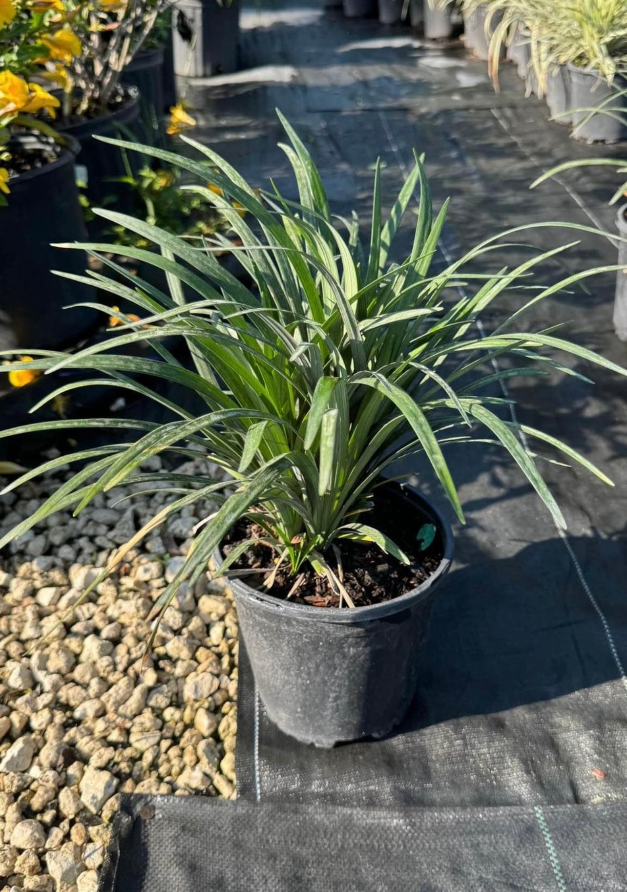 This versatile ground cover plant features dense, green leaves and delicate purple blooms, making it perfect for borders, pathways, and garden beds. Green Liriope thrives in a variety of soil conditions and provides year-round interest to your landscape. It's a great choice for any garden enthusiast.