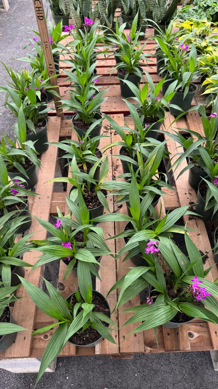 Bring elegance to your home or garden with our stunning purple orchid. Perfect for any setting, this easy-care plant adds a touch of sophistication and beauty with its vibrant blooms. Transform your space today.