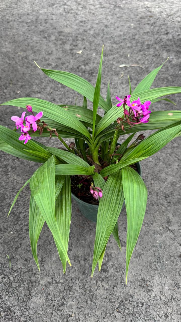 Bring elegance to your home or garden with our stunning purple orchid. Perfect for any setting, this easy-care plant adds a touch of sophistication and beauty with its vibrant blooms. Transform your space today.