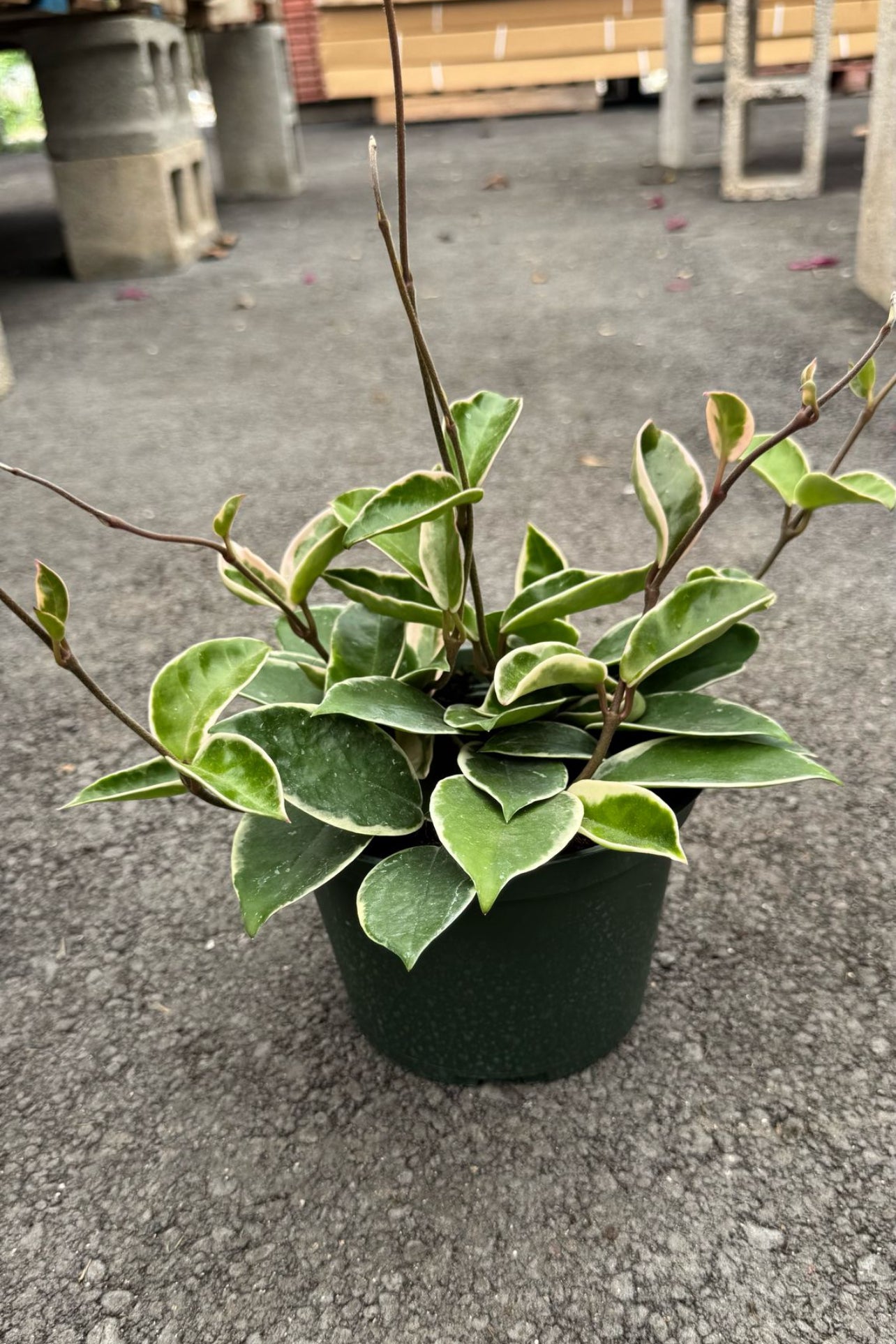 Known for their stunning waxy leaves and fragrant flowers, Hoyas are easy to care for, perfect for beginners, and thrive in bright, indirect light. Add beauty and air-purifying benefits to your space with our healthy, hand-selected Hoyas. 