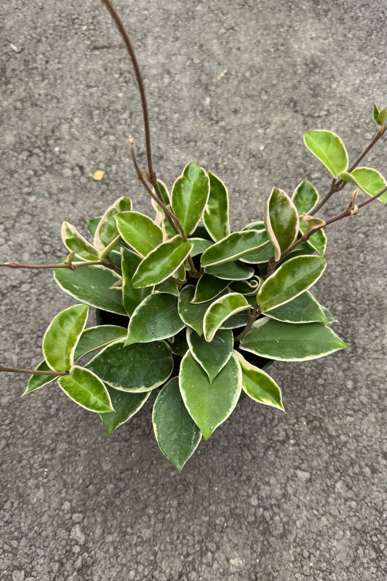 Known for their stunning waxy leaves and fragrant flowers, Hoyas are easy to care for, perfect for beginners, and thrive in bright, indirect light. Add beauty and air-purifying benefits to your space with our healthy, hand-selected Hoyas. 