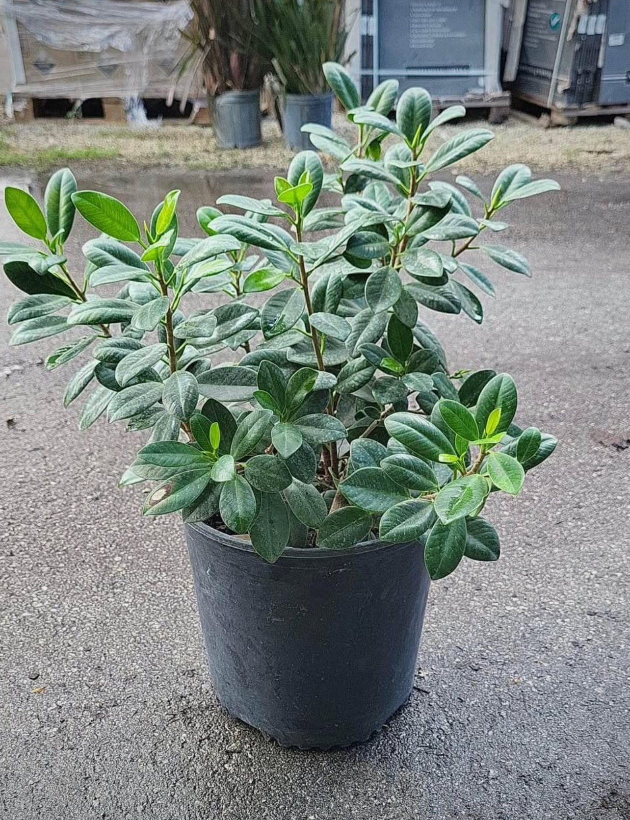 Green Island Ficus