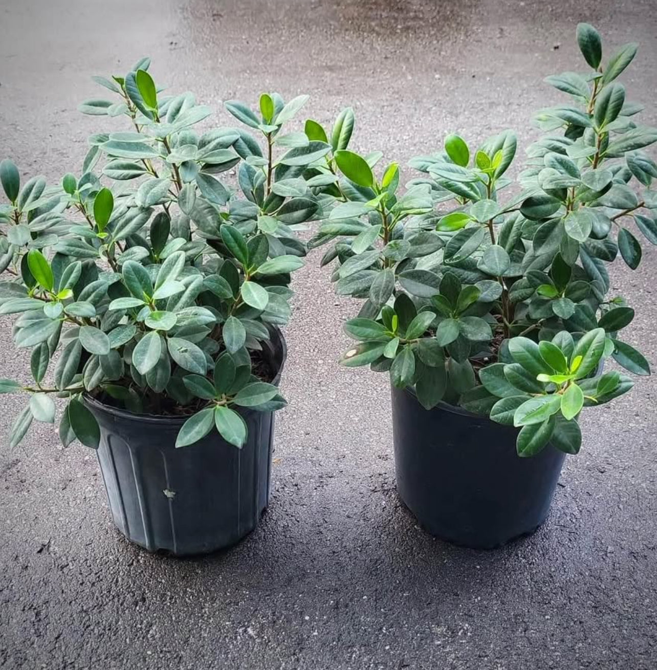 Green Island Ficus