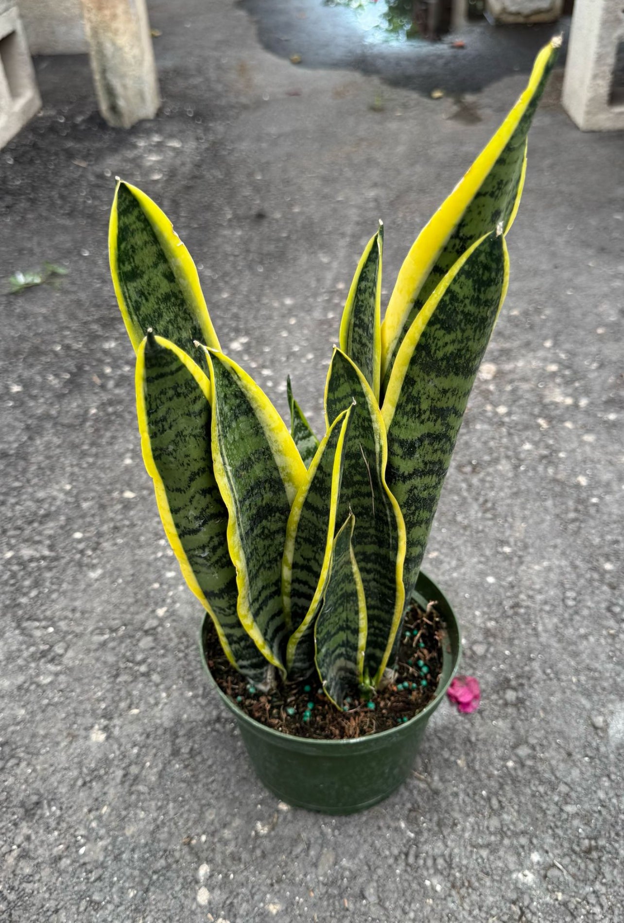 Sansevieria