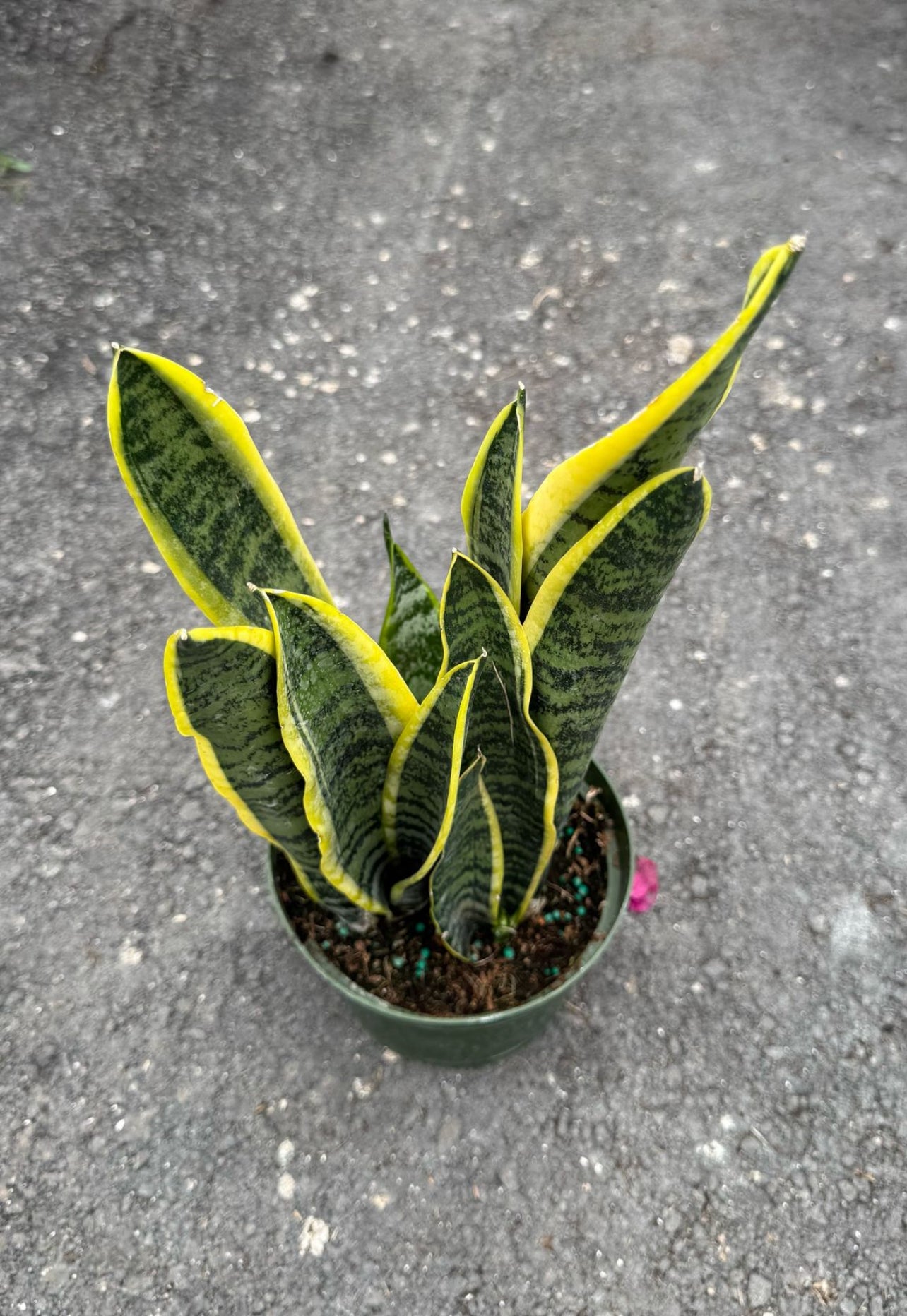 Sansevieria
