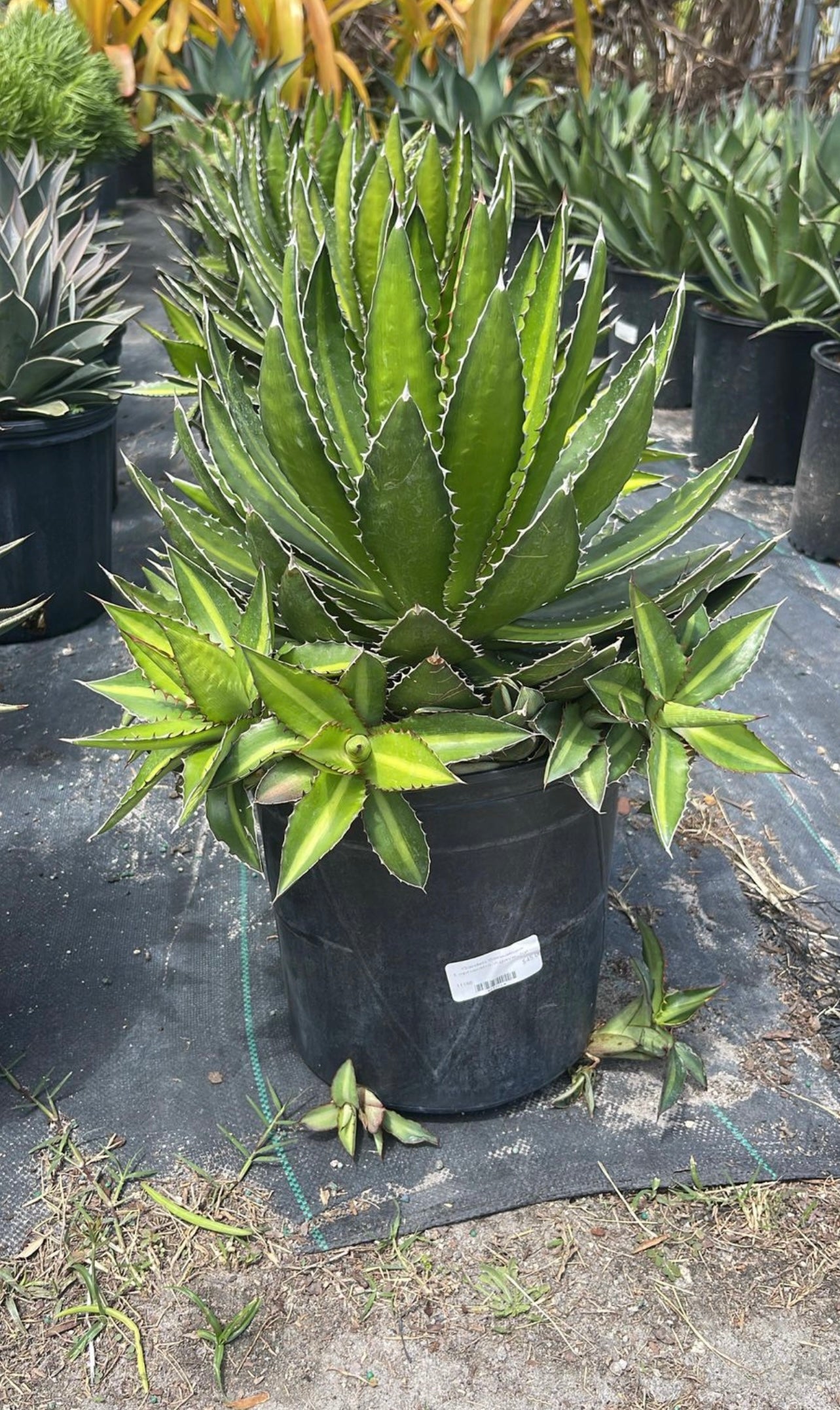 Agave Lophantha