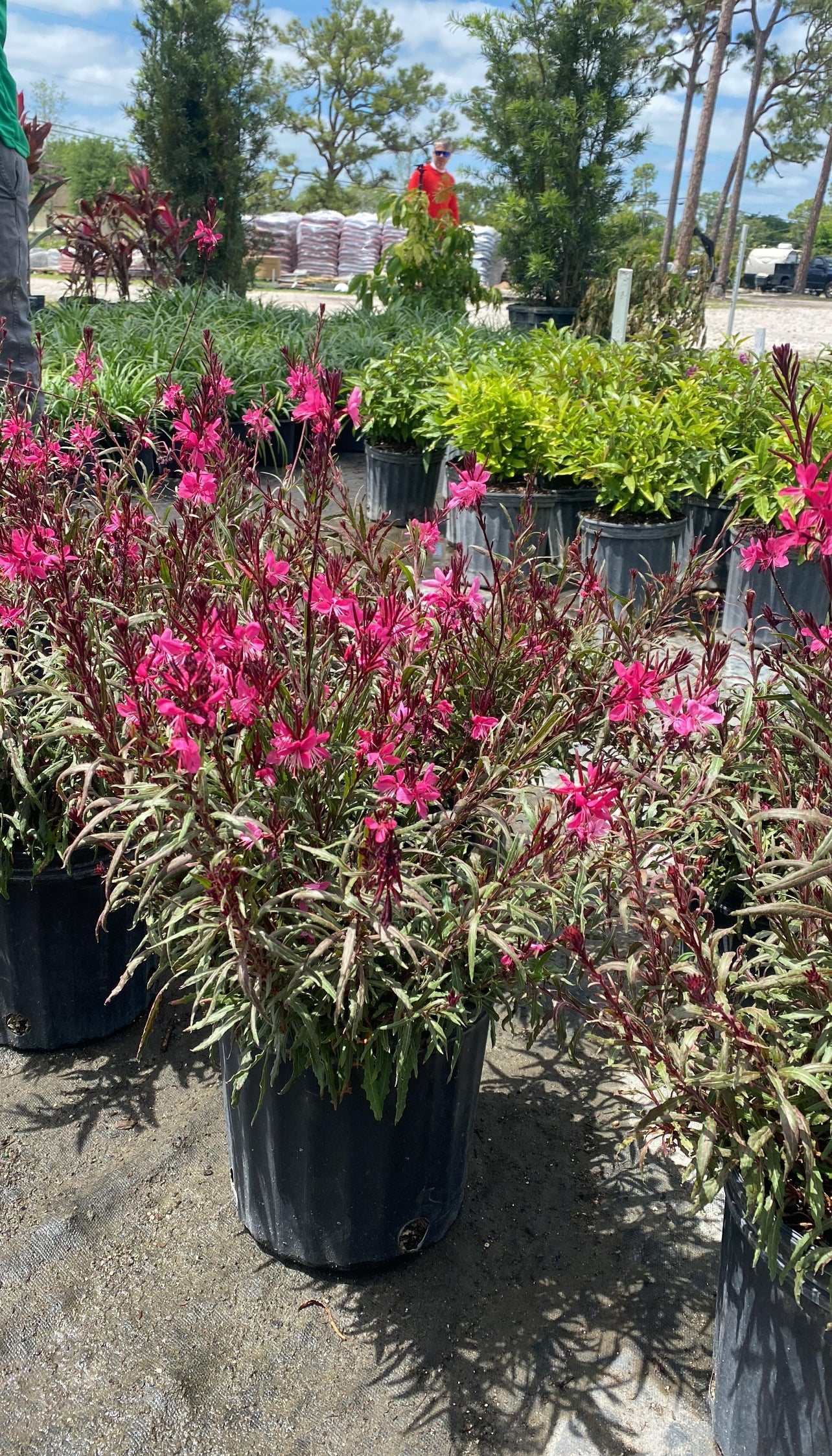 Beeblossom