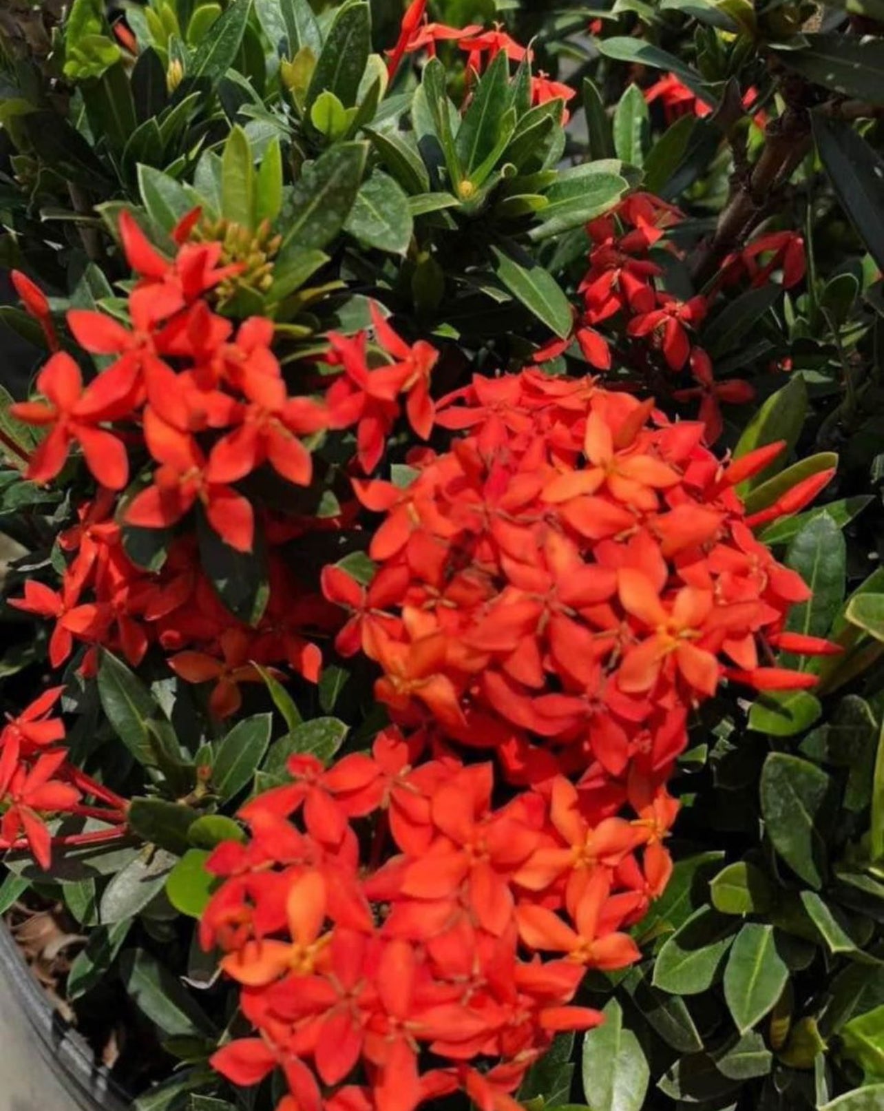 This compact plant is perfect for adding bright, tropical blooms to small spaces, borders, and containers. Known for its clusters of stunning flowers, Ixora Petite is easy to care for and thrives in warm climates. Ideal for creating eye-catching displays and enhancing the aesthetic appeal of your outdoor spaces, this plant is both hardy and beautiful.