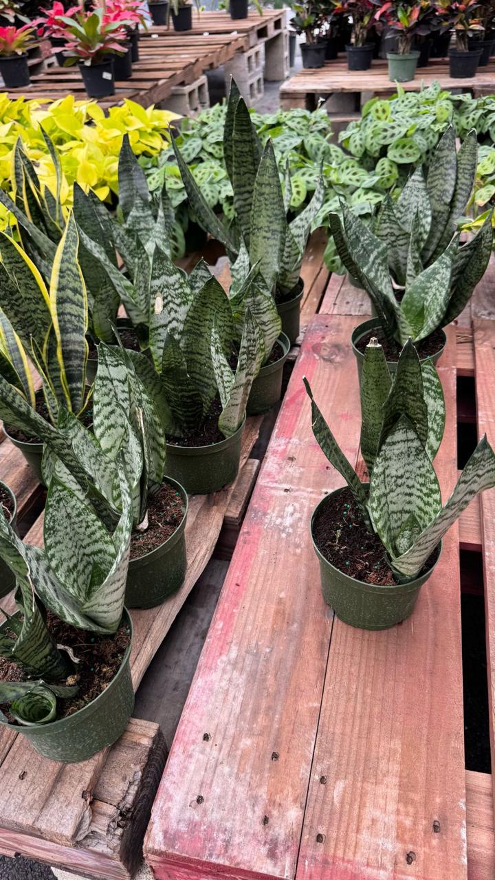The Sansevieria is a resilient, low-maintenance indoor plant that’s perfect for beginners. With its sleek, upright green leaves, it adds a modern touch to any space. This air-purifying plant thrives in low light and requires minimal watering, making it an ideal choice for homes and offices.