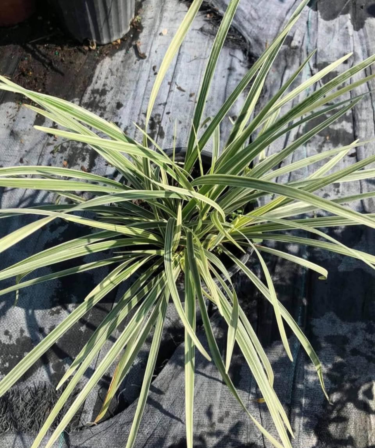 This versatile ground cover plant features delicate, white blooms and lush, green foliage, making it perfect for borders, pathways, and garden beds. Known for its hardiness and low maintenance, White Liriope thrives in a variety of soil conditions and provides year-round interest to your landscape. Ideal for adding texture and color to your outdoor spaces, this plant is a great choice for any garden enthusiast.