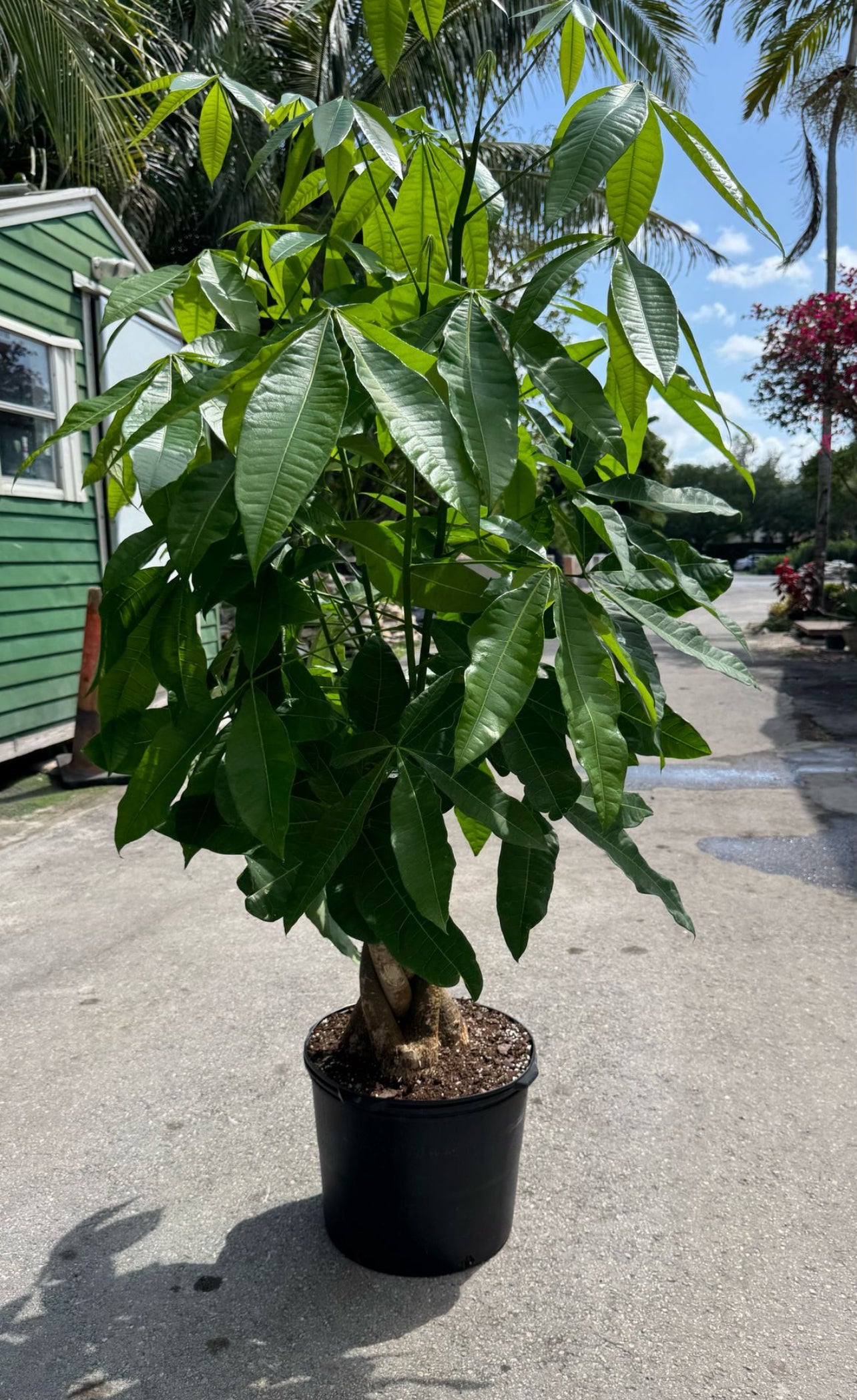 Bring home prosperity with a stunning Money Tree! Known for its braided trunk and vibrant green leaves, this low-maintenance beauty not only adds a touch of elegance to your space but is also believed to attract good luck and abundance.