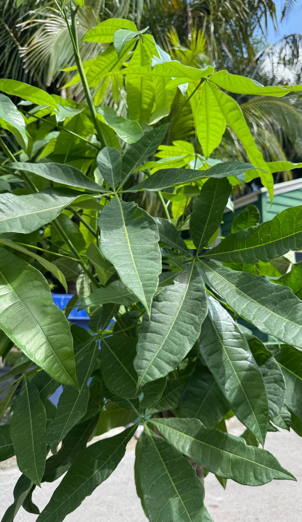 Bring home prosperity with a stunning Money Tree! Known for its braided trunk and vibrant green leaves, this low-maintenance beauty not only adds a touch of elegance to your space but is also believed to attract good luck and abundance.