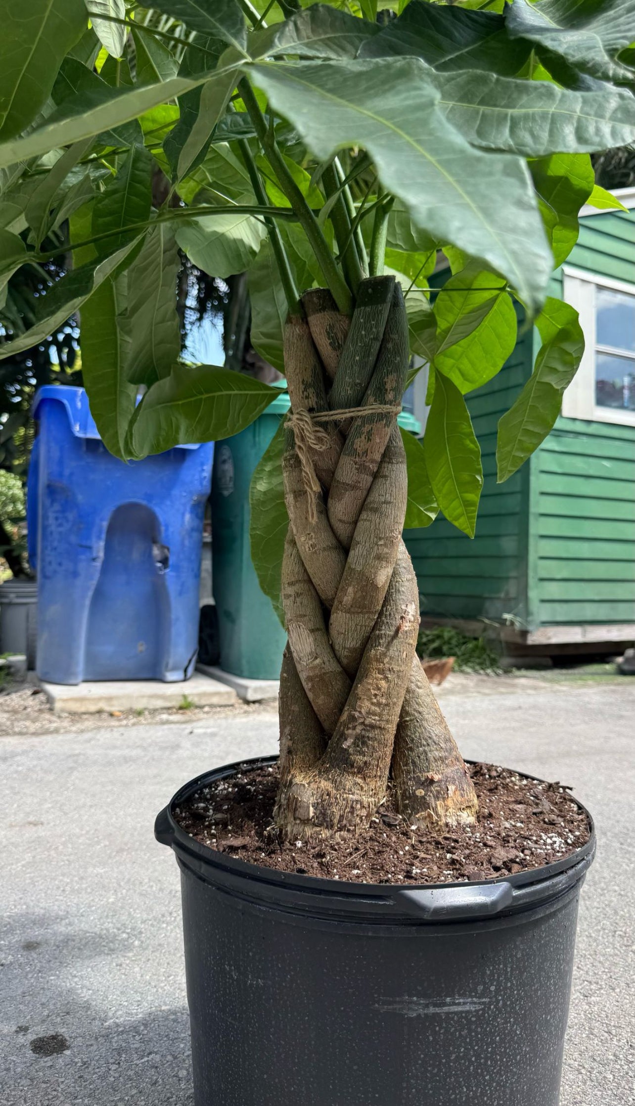 Bring home prosperity with a stunning Money Tree! Known for its braided trunk and vibrant green leaves, this low-maintenance beauty not only adds a touch of elegance to your space but is also believed to attract good luck and abundance.
