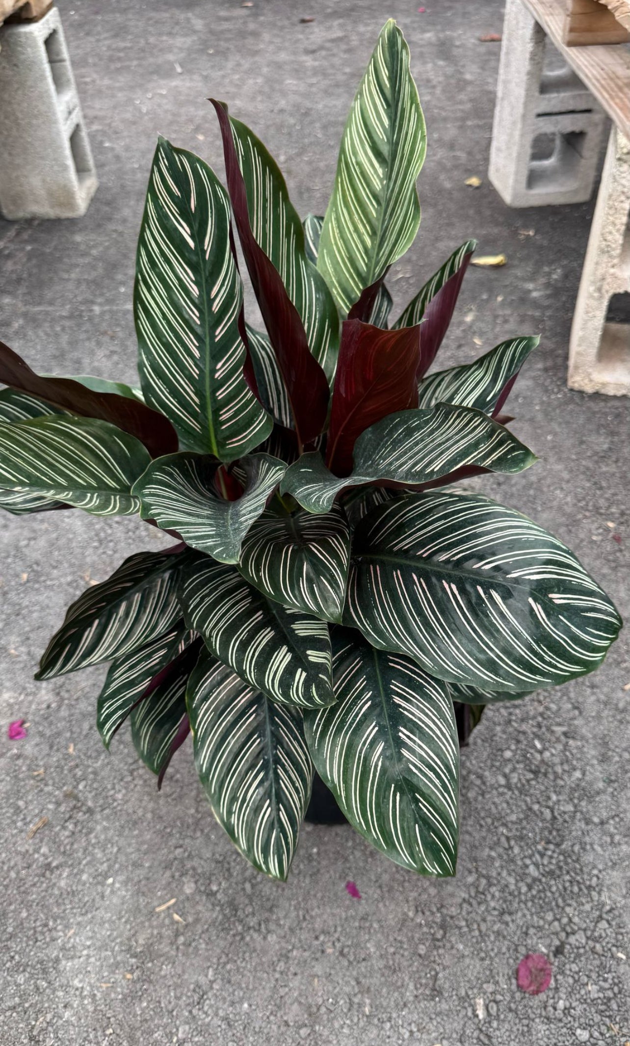 The Calathea is a stunning indoor plant known for its bold, decorative leaves with intricate patterns and vibrant colors. A perfect addition to any home or office, it thrives in low to medium light and adds a touch of elegance to your space. The Calathea is also an air-purifying plant, helping to improve indoor air quality while being a visual centerpiece.