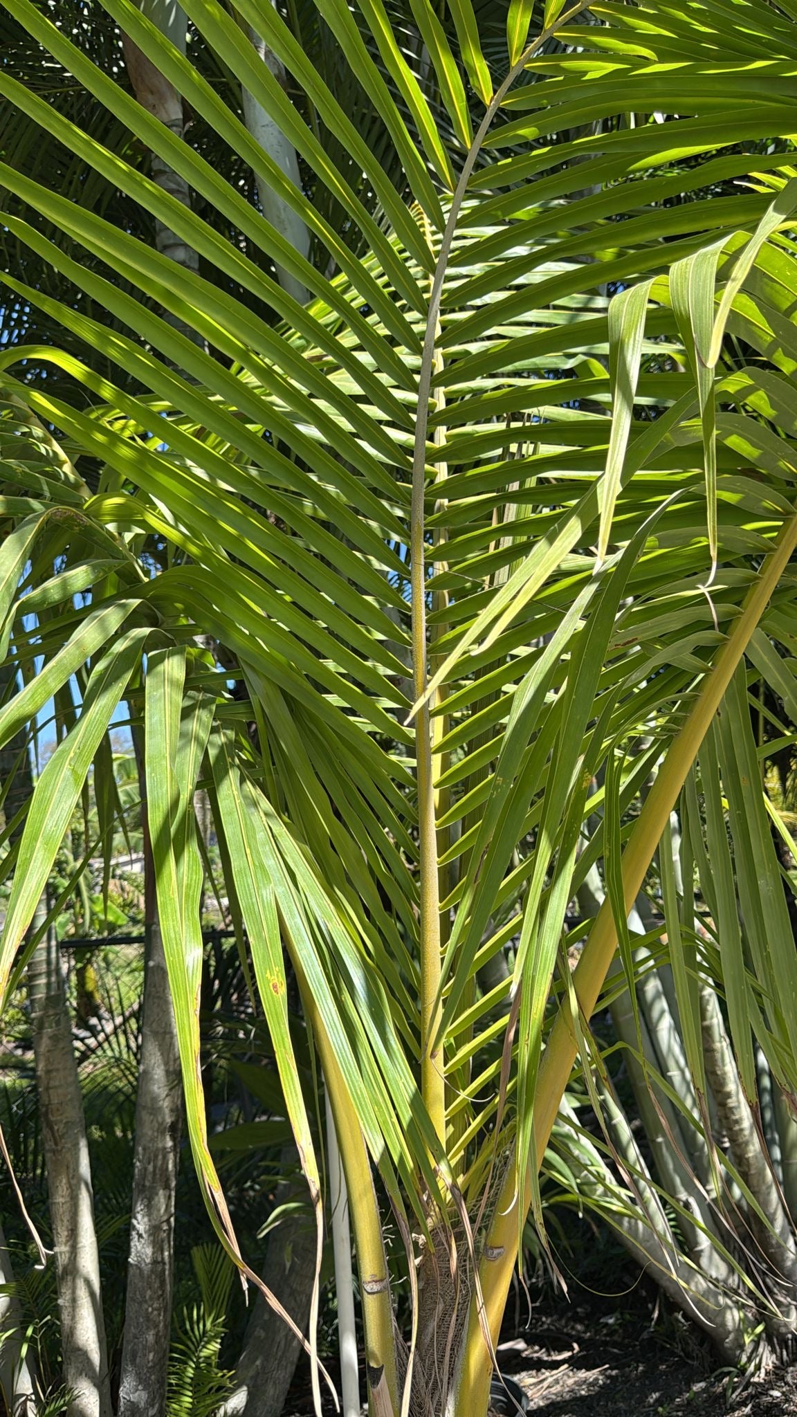 An iconic tropical palm with a towering trunk, arching fronds, and the potential to produce coconuts—ideal for warm, sunny landscapes and striking focal points.