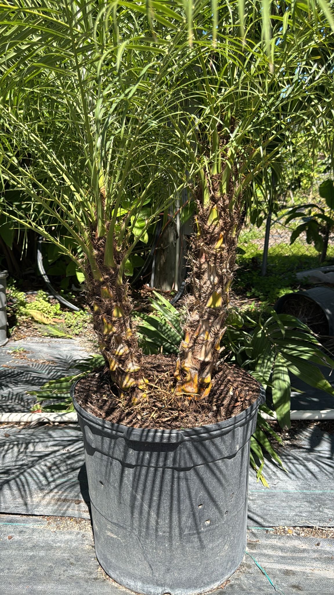 A compact, low-maintenance palm with arching fronds and a slender trunk, perfect for adding a tropical touch indoors or outdoors. Ideal for small gardens or as a decorative accent.