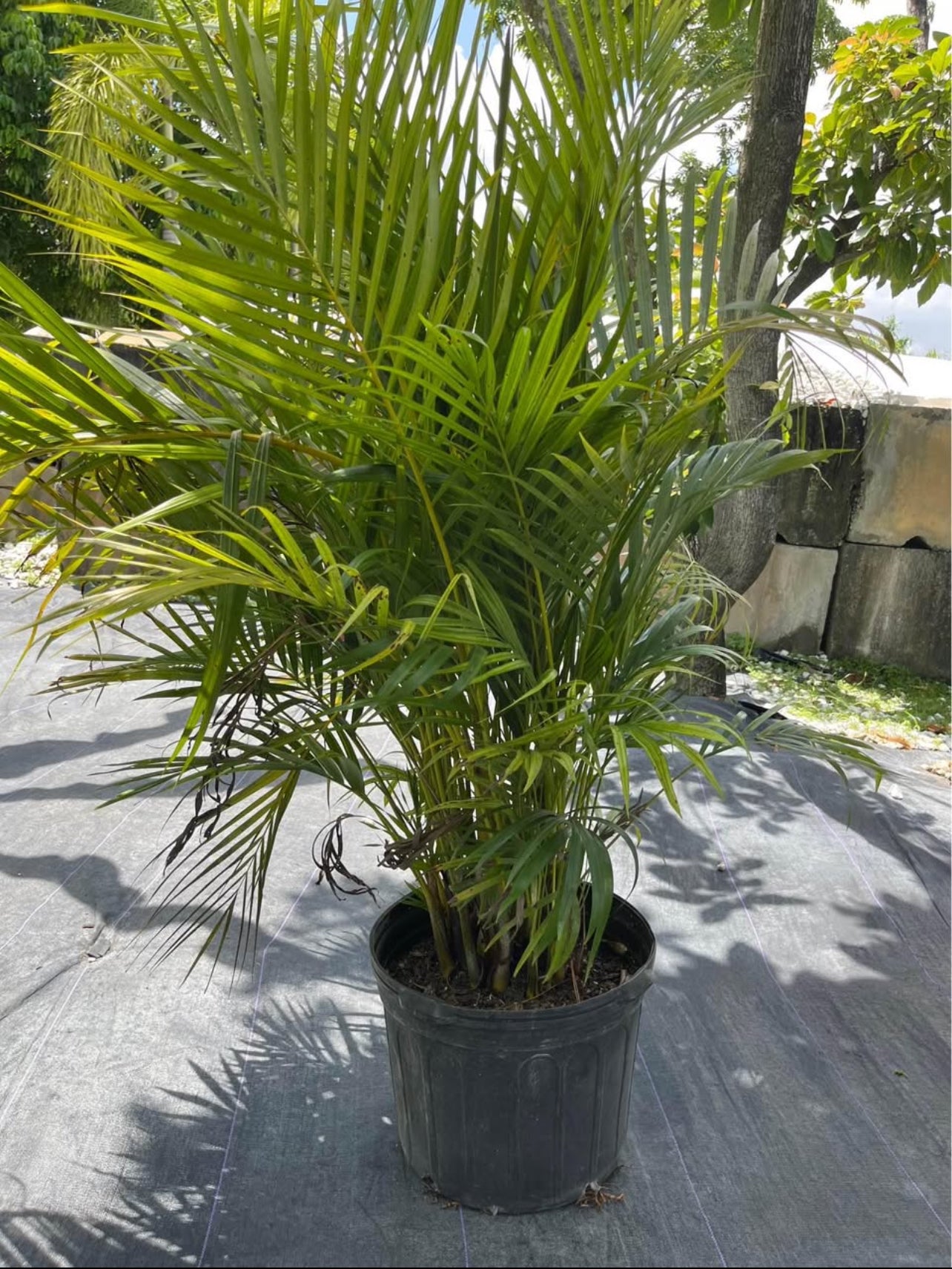 Bring tropical charm to your space with the Areca Palm, also known as the Butterfly Palm or Golden Cane Palm. This graceful plant features slender, golden-yellow stems and lush, feathery fronds that create a vibrant, airy look. Perfect for both indoor and outdoor settings, the Areca Palm thrives in bright, indirect light and adds a touch of elegance to any environment.