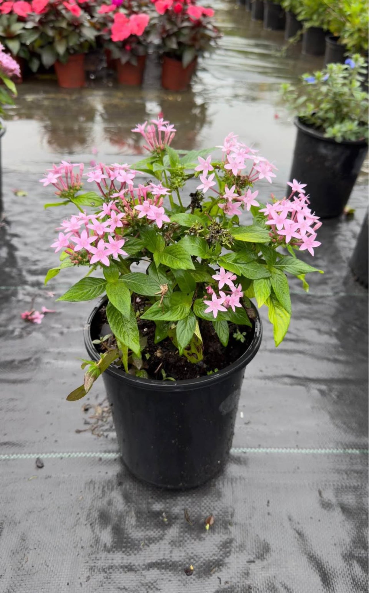 A vibrant, low-maintenance tropical plant with star-shaped flowers in pink and red —perfect for attracting butterflies and brightening sunny, warm gardens.