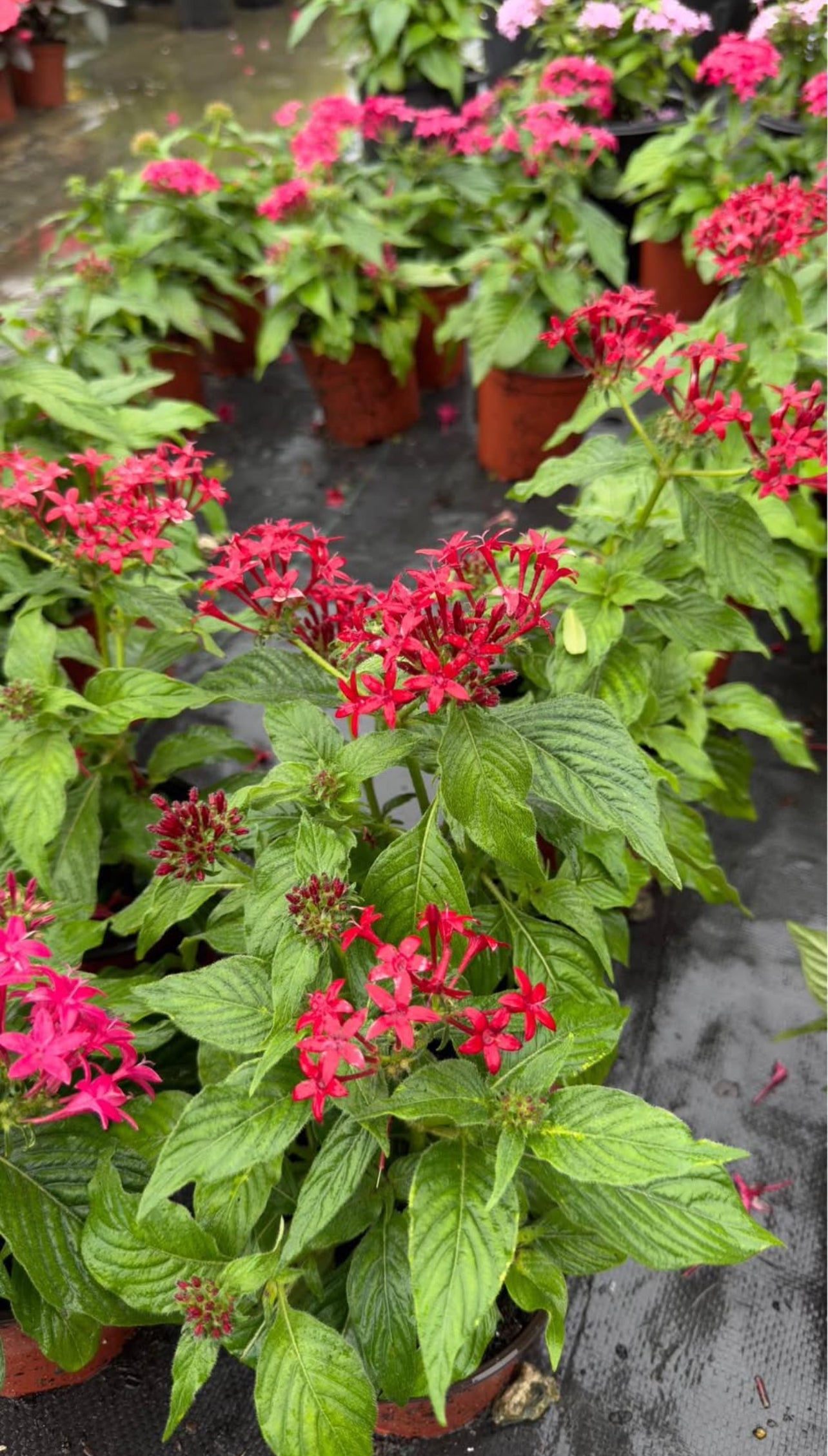 A vibrant, low-maintenance tropical plant with star-shaped flowers in pink and red —perfect for attracting butterflies and brightening sunny, warm gardens.