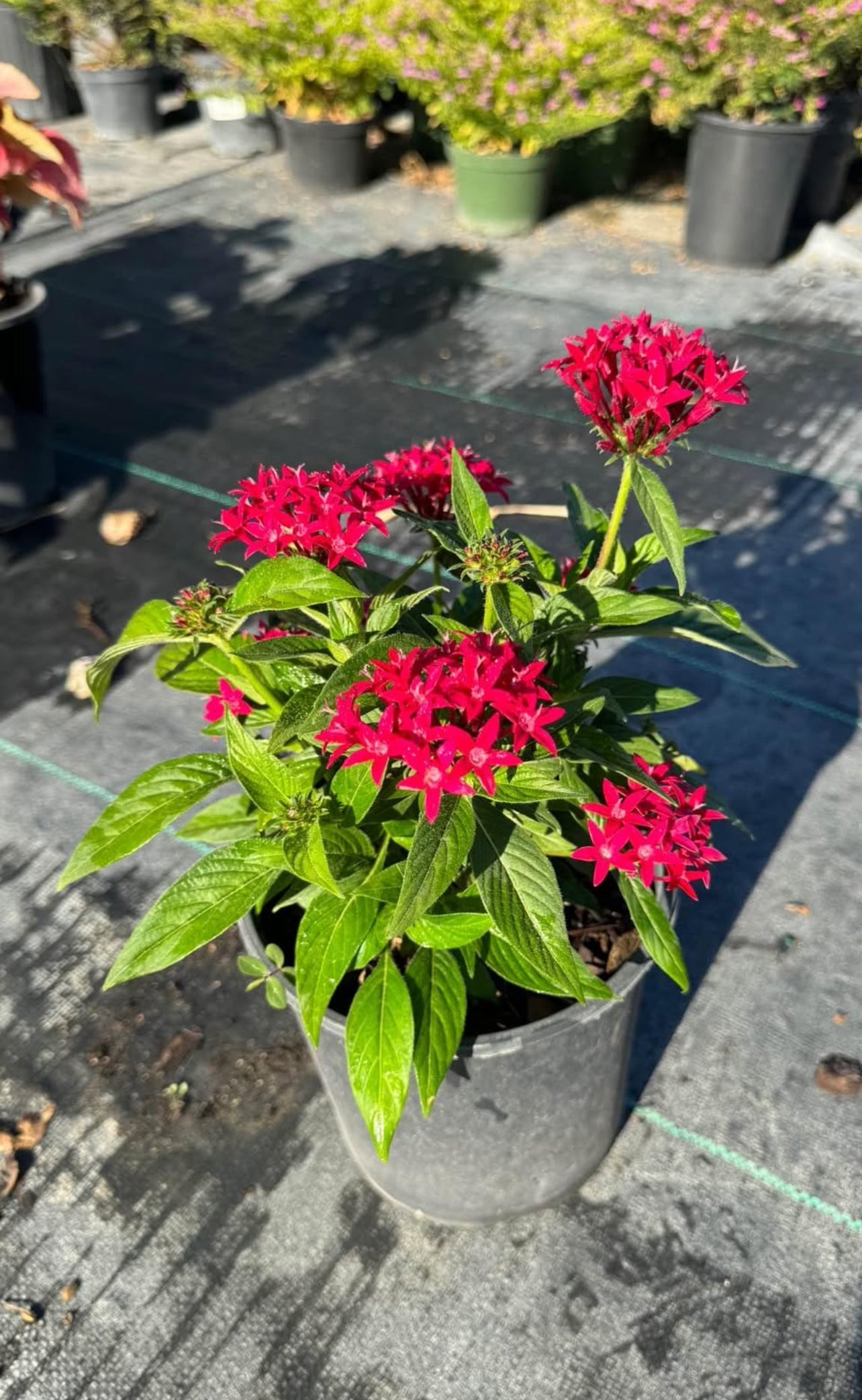 A vibrant, low-maintenance tropical plant with star-shaped flowers in pink and red —perfect for attracting butterflies and brightening sunny, warm gardens.