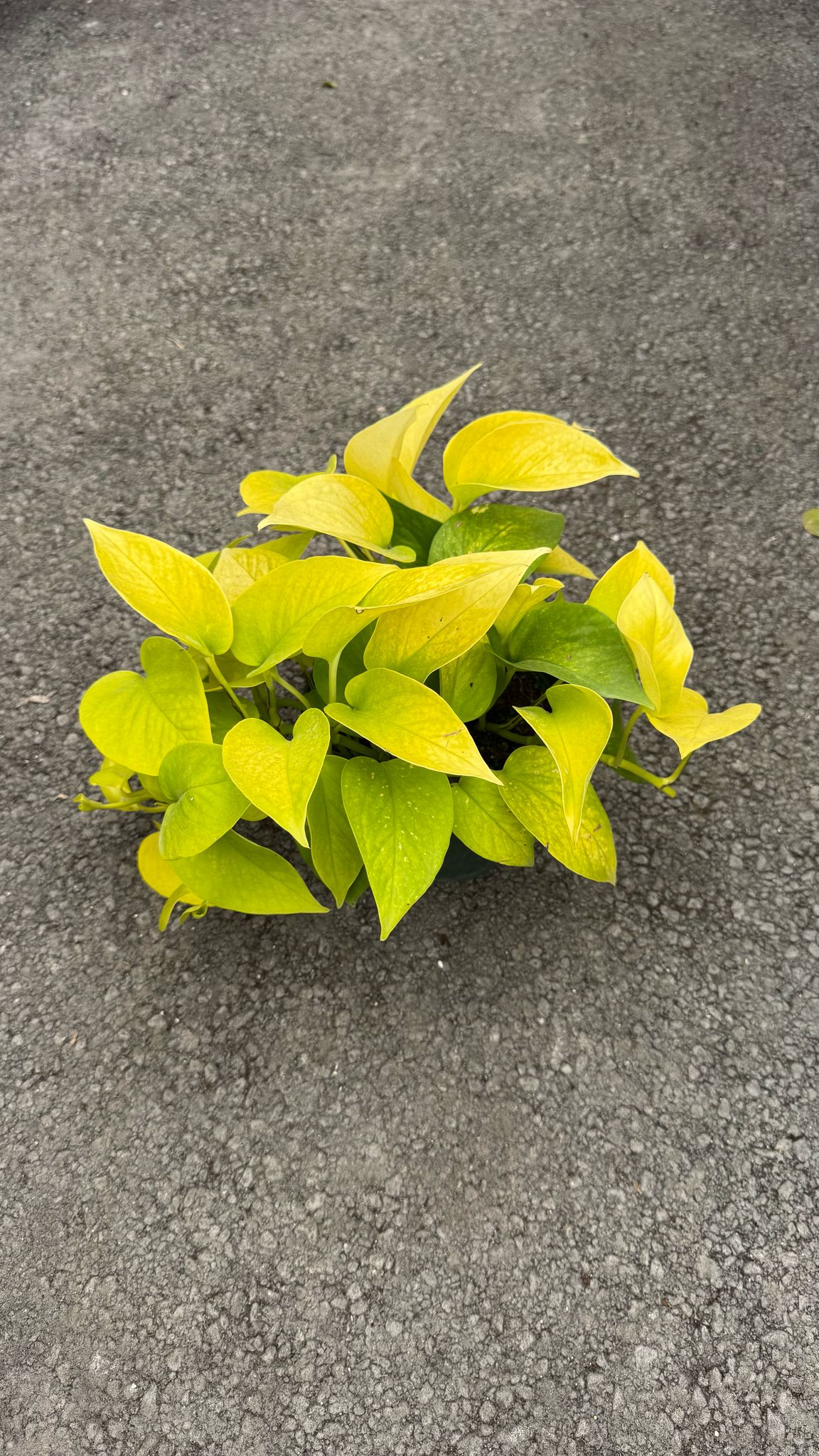 The Pothos is a versatile and low-maintenance indoor plant, perfect for both beginners and experienced plant lovers. Known for its trailing vines and vibrant green leaves, this plant thrives in a variety of lighting conditions, from low to bright, indirect light. The Pothos is also an excellent air-purifying plant, making it a great addition to any home or office.
