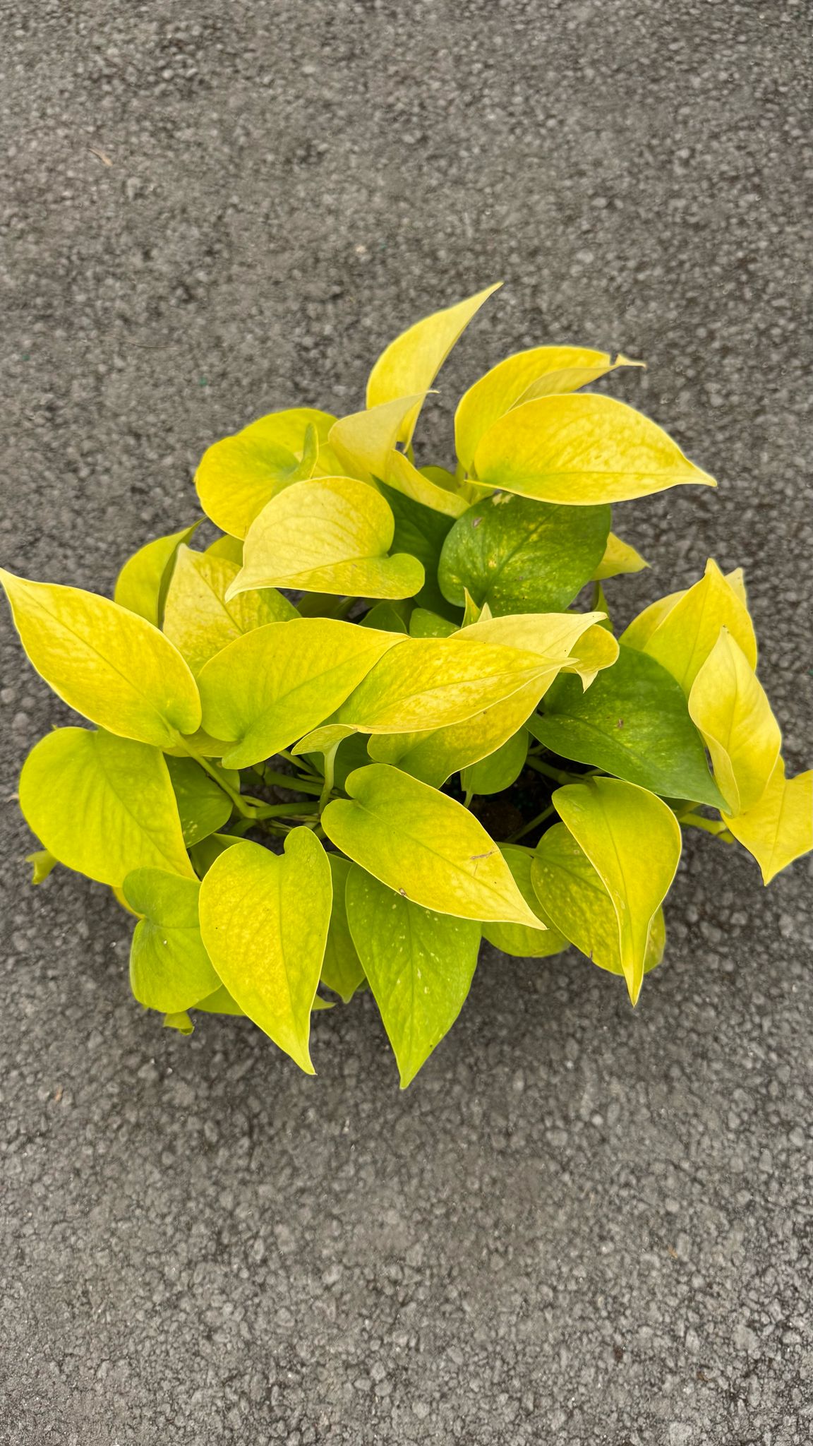 The Pothos is a versatile and low-maintenance indoor plant, perfect for both beginners and experienced plant lovers. Known for its trailing vines and vibrant green leaves, this plant thrives in a variety of lighting conditions, from low to bright, indirect light. The Pothos is also an excellent air-purifying plant, making it a great addition to any home or office.