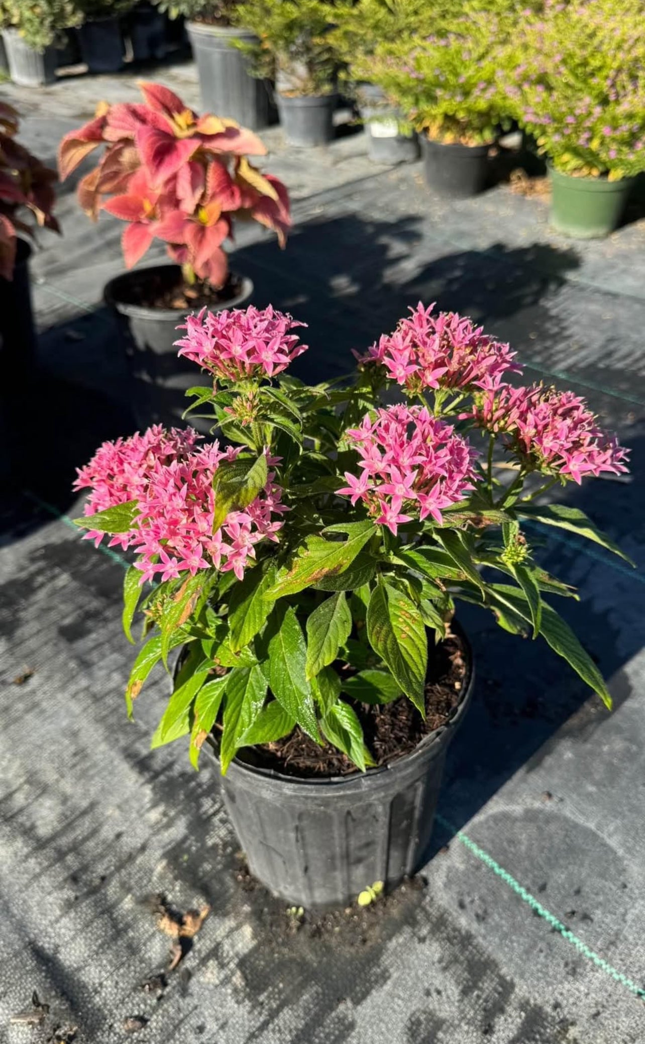 A vibrant, low-maintenance tropical plant with star-shaped flowers in pink and red —perfect for attracting butterflies and brightening sunny, warm gardens.