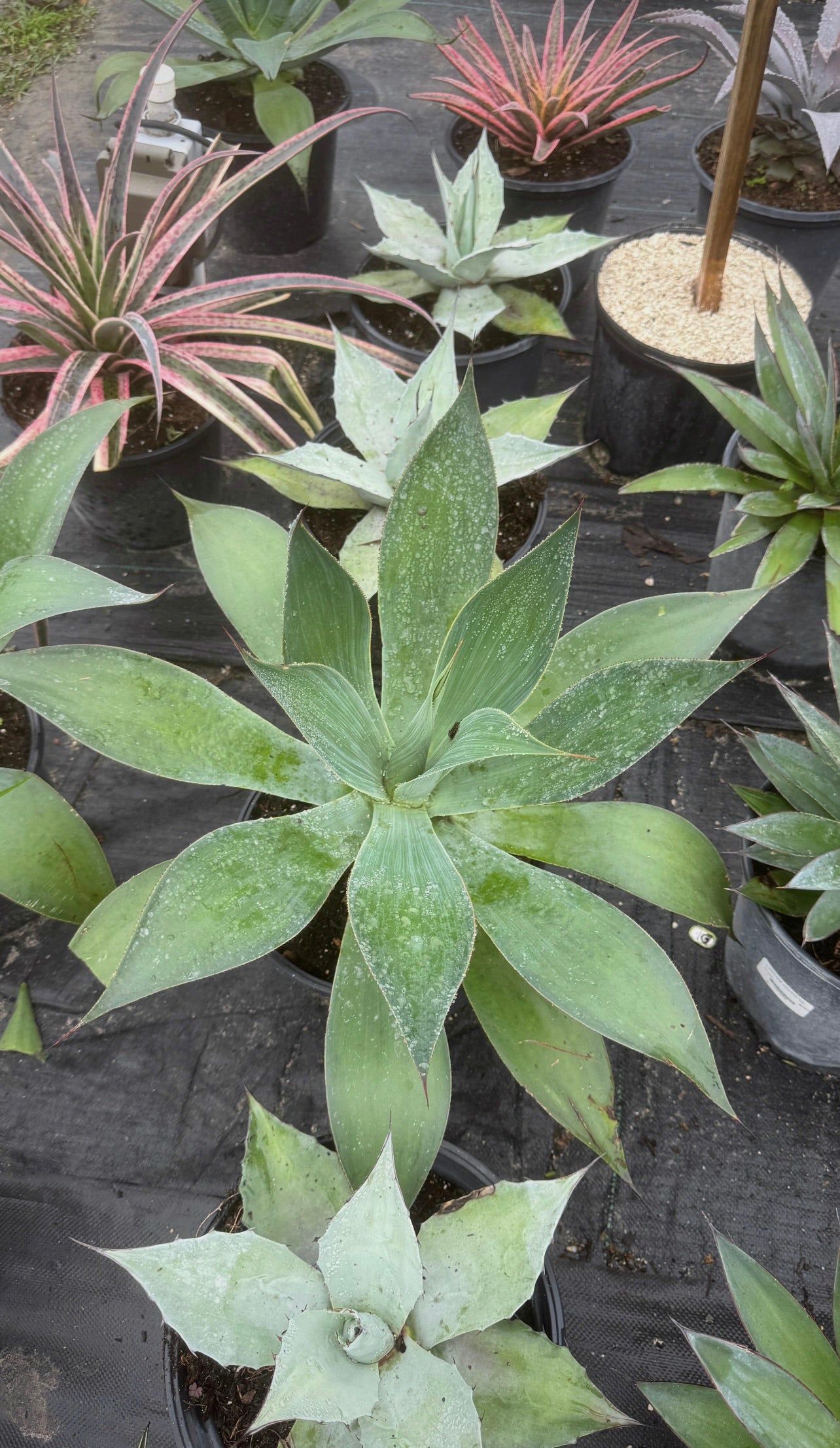 Transform your home or garden with the stunning beauty of our 3 Gallon Bromeliads. Famous for their vibrant blooms and striking tropical foliage, these eye-catching plants are the perfect addition to any space.