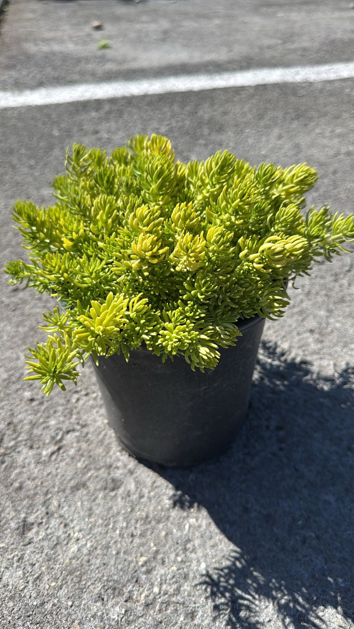 Vibrant lime-gold foliage, drought-tolerant, and low-maintenance—ideal for borders, rock gardens, or pots, offering year-round beauty.