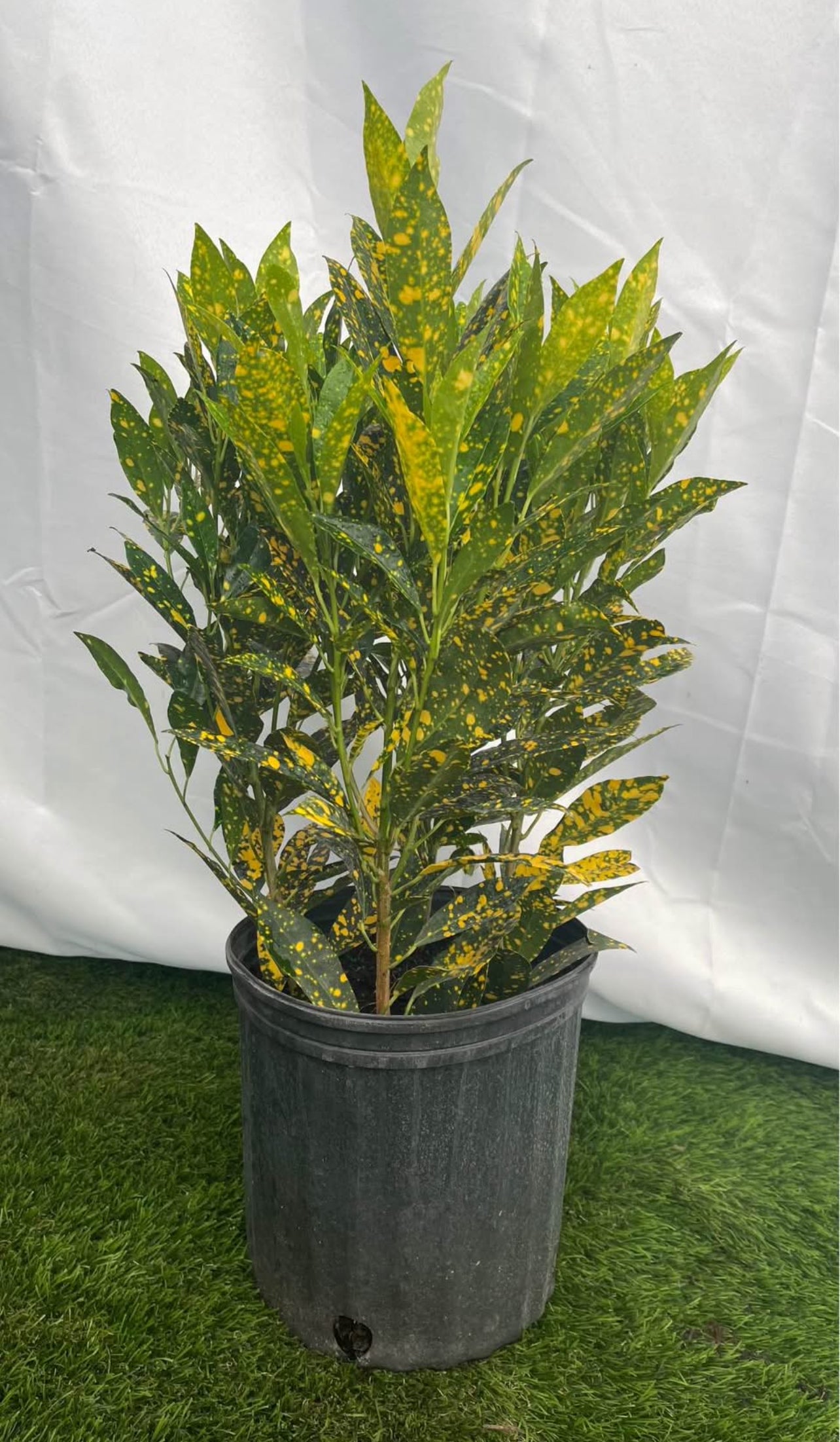 The Croton Gold Dust is a striking, colorful plant known for its vibrant, variegated leaves that feature a mix of yellow, green, and orange hues. With its bold, textured foliage, it’s an excellent choice for adding a tropical flair to garden beds, borders, containers, or as a focal point in any landscape.