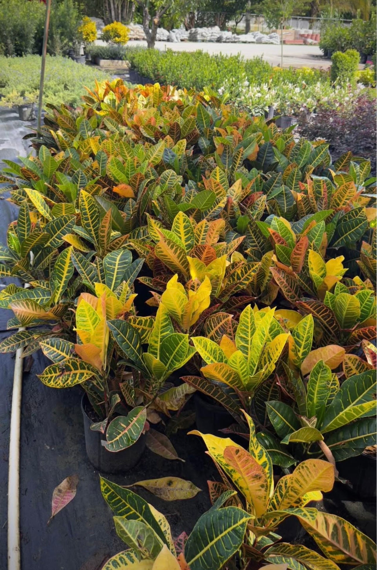 Known for its striking, multi-colored leaves in vibrant shades of red, yellow, green, and orange, this tropical plant adds a bold splash of color to any space. Ideal for enhancing gardens, patios, or indoor spaces, its eye-catching foliage creates a tropical feel and vibrant aesthetic wherever it’s placed.