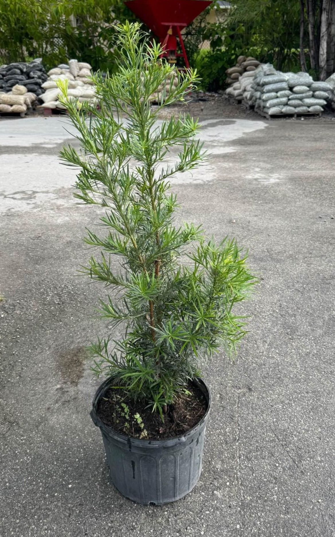 Known for its dense, dark green foliage and easy maintenance, this evergreen plant is perfect for creating elegant hedges, privacy screens, or standalone garden accents.
Its sleek appearance and durability make it an excellent addition to both formal and informal gardens, providing year-round greenery and structure.