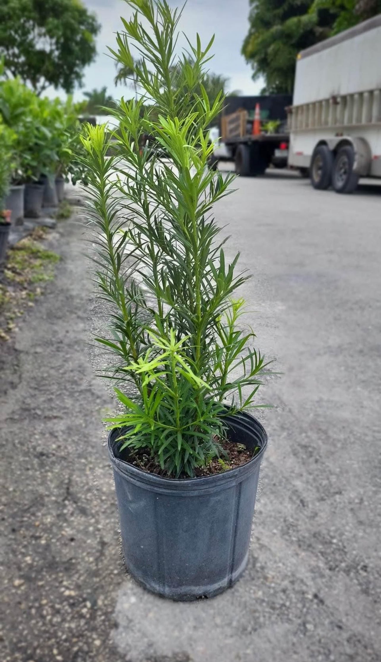 Known for its dense, dark green foliage and easy maintenance, this evergreen plant is perfect for creating elegant hedges, privacy screens, or standalone garden accents.
Its sleek appearance and durability make it an excellent addition to both formal and informal gardens, providing year-round greenery and structure.