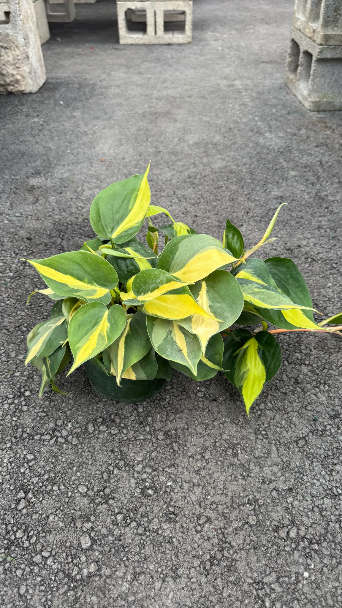 The Pothos is a versatile and low-maintenance indoor plant, perfect for both beginners and experienced plant lovers. Known for its trailing vines and vibrant green leaves, this plant thrives in a variety of lighting conditions, from low to bright, indirect light. The Pothos is also an excellent air-purifying plant, making it a great addition to any home or office.