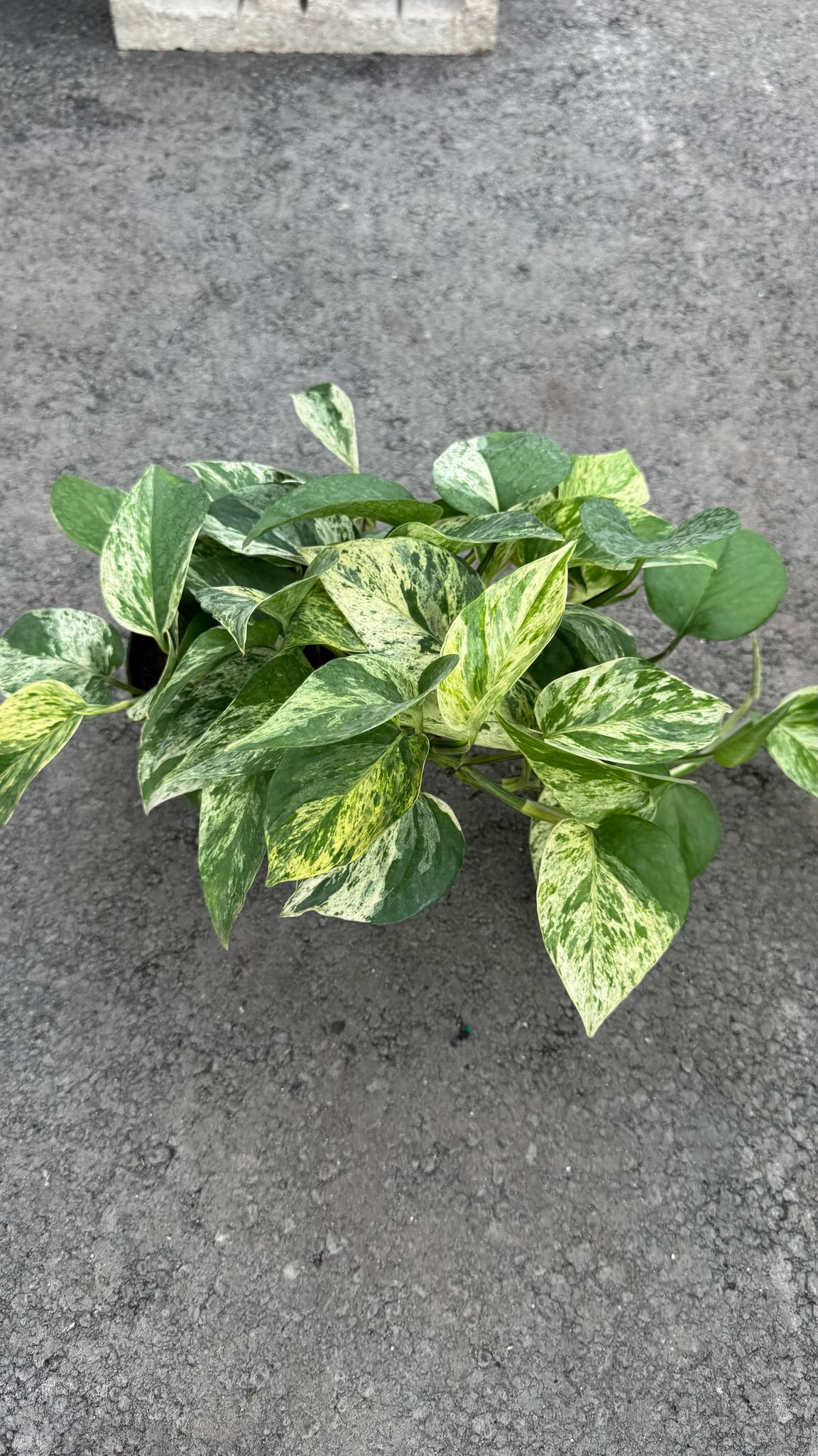 The Pothos is a versatile and low-maintenance indoor plant, perfect for both beginners and experienced plant lovers. Known for its trailing vines and vibrant green leaves, this plant thrives in a variety of lighting conditions, from low to bright, indirect light. The Pothos is also an excellent air-purifying plant, making it a great addition to any home or office.