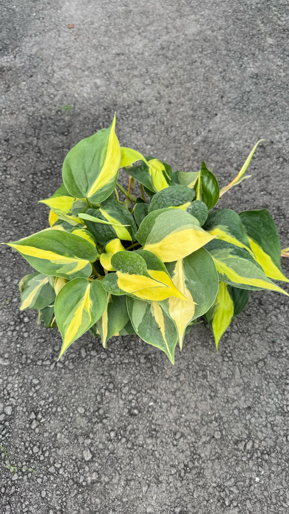 The Pothos is a versatile and low-maintenance indoor plant, perfect for both beginners and experienced plant lovers. Known for its trailing vines and vibrant green leaves, this plant thrives in a variety of lighting conditions, from low to bright, indirect light. The Pothos is also an excellent air-purifying plant, making it a great addition to any home or office.