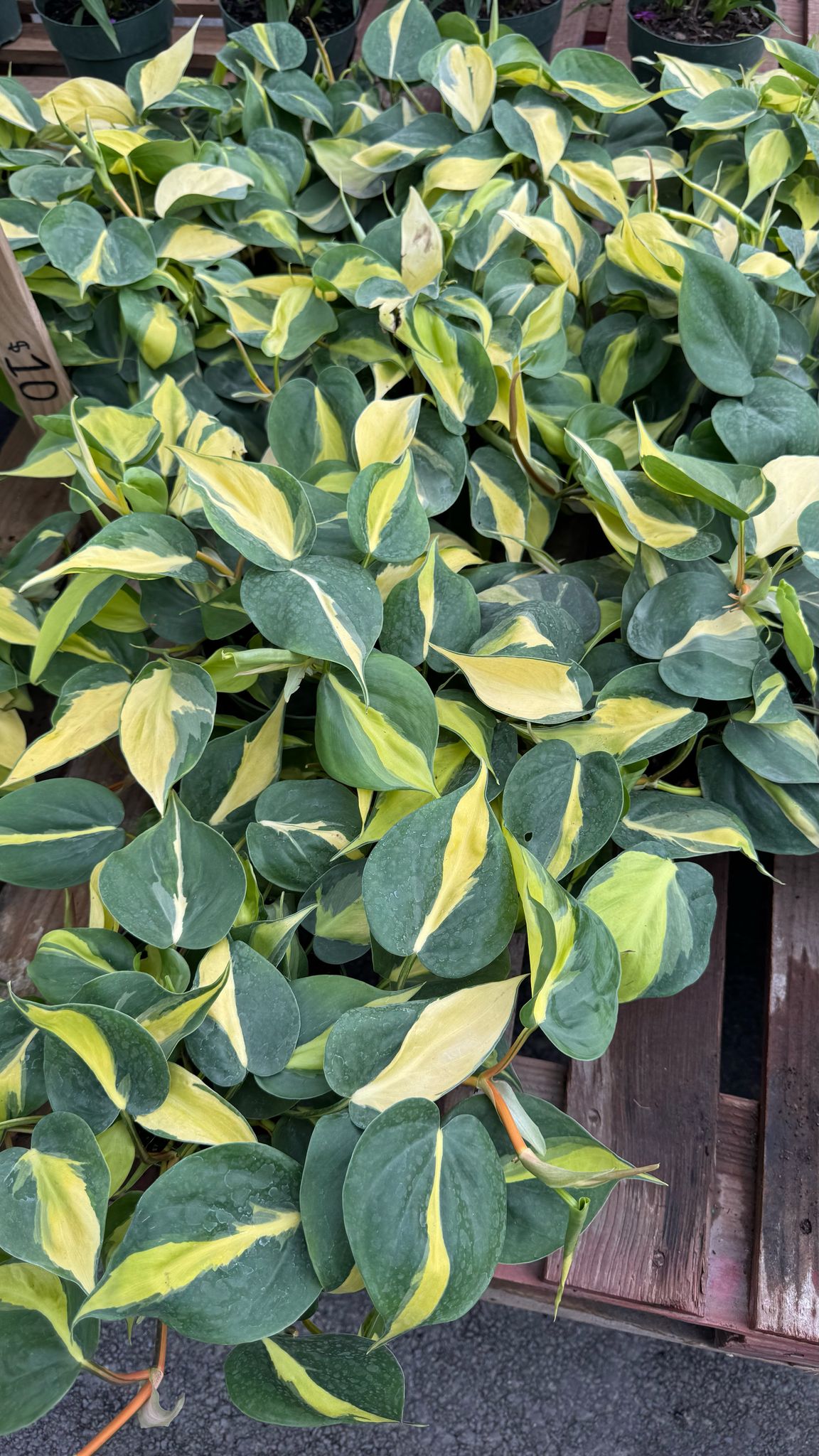 The Pothos is a versatile and low-maintenance indoor plant, perfect for both beginners and experienced plant lovers. Known for its trailing vines and vibrant green leaves, this plant thrives in a variety of lighting conditions, from low to bright, indirect light. The Pothos is also an excellent air-purifying plant, making it a great addition to any home or office.